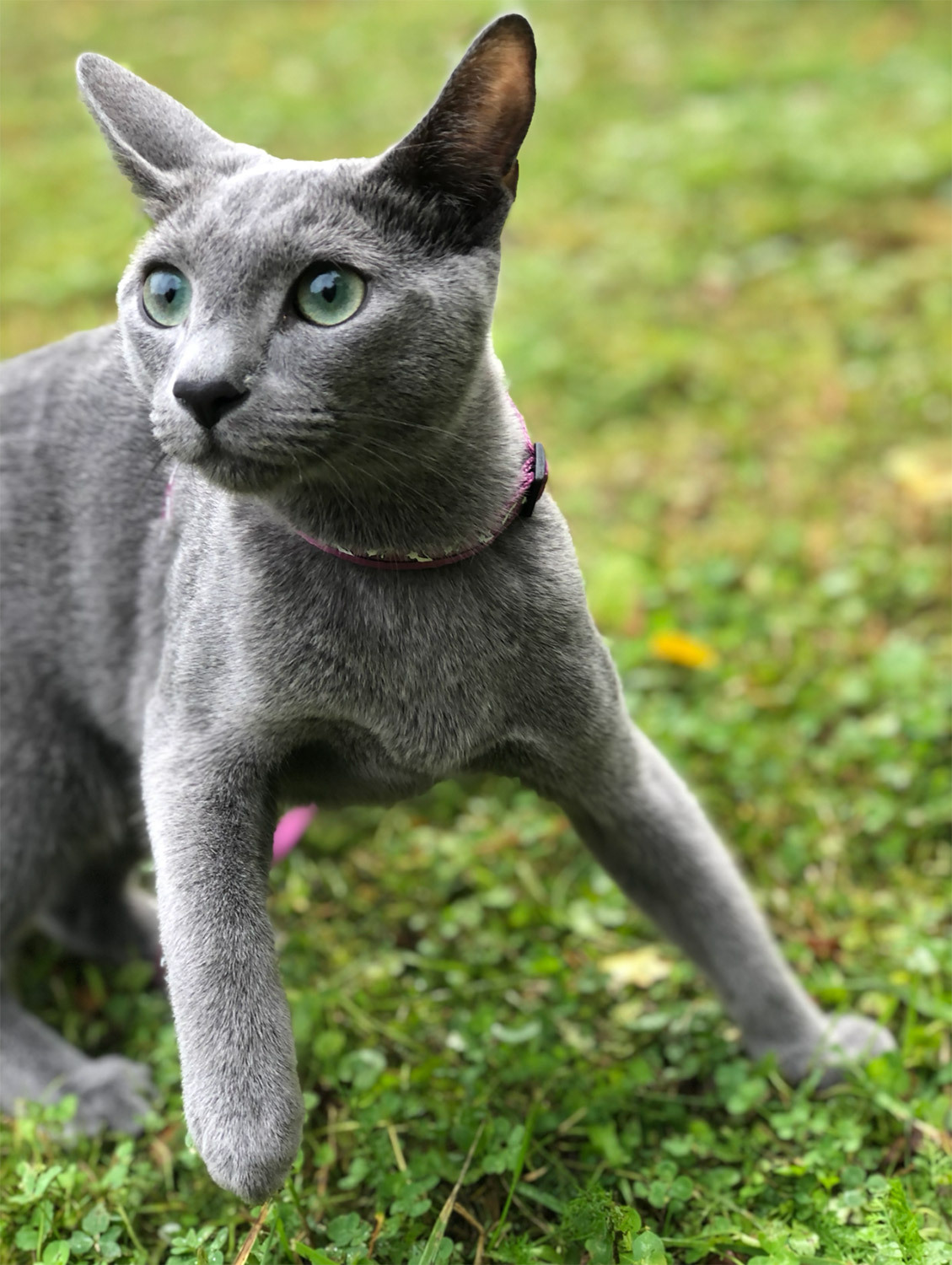 Донателло, 5 лет, русская голубая.