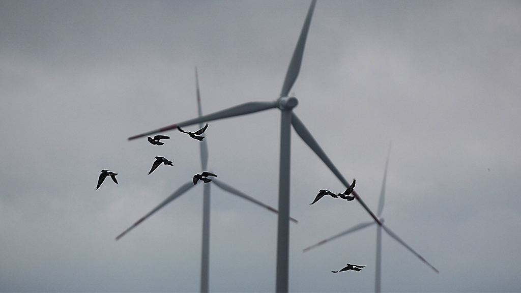Максим Стулов / Ведомости