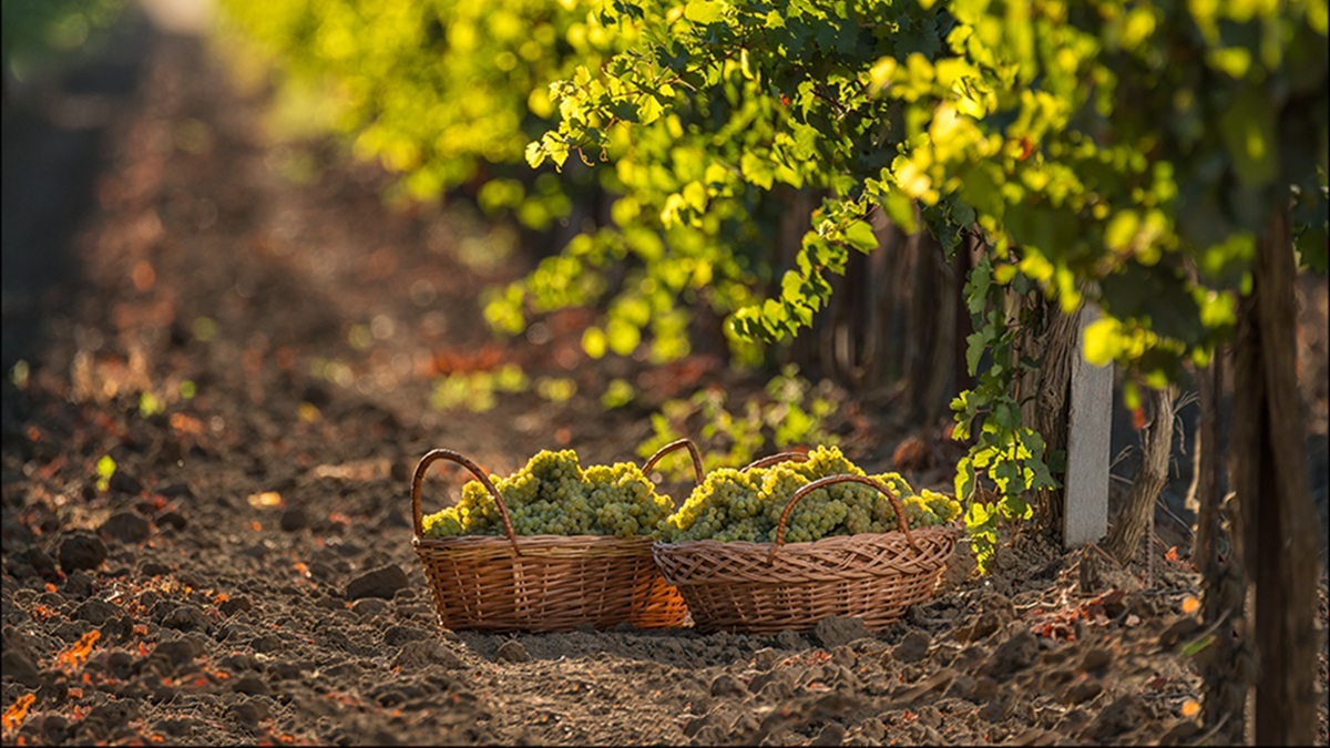 «Тристория»