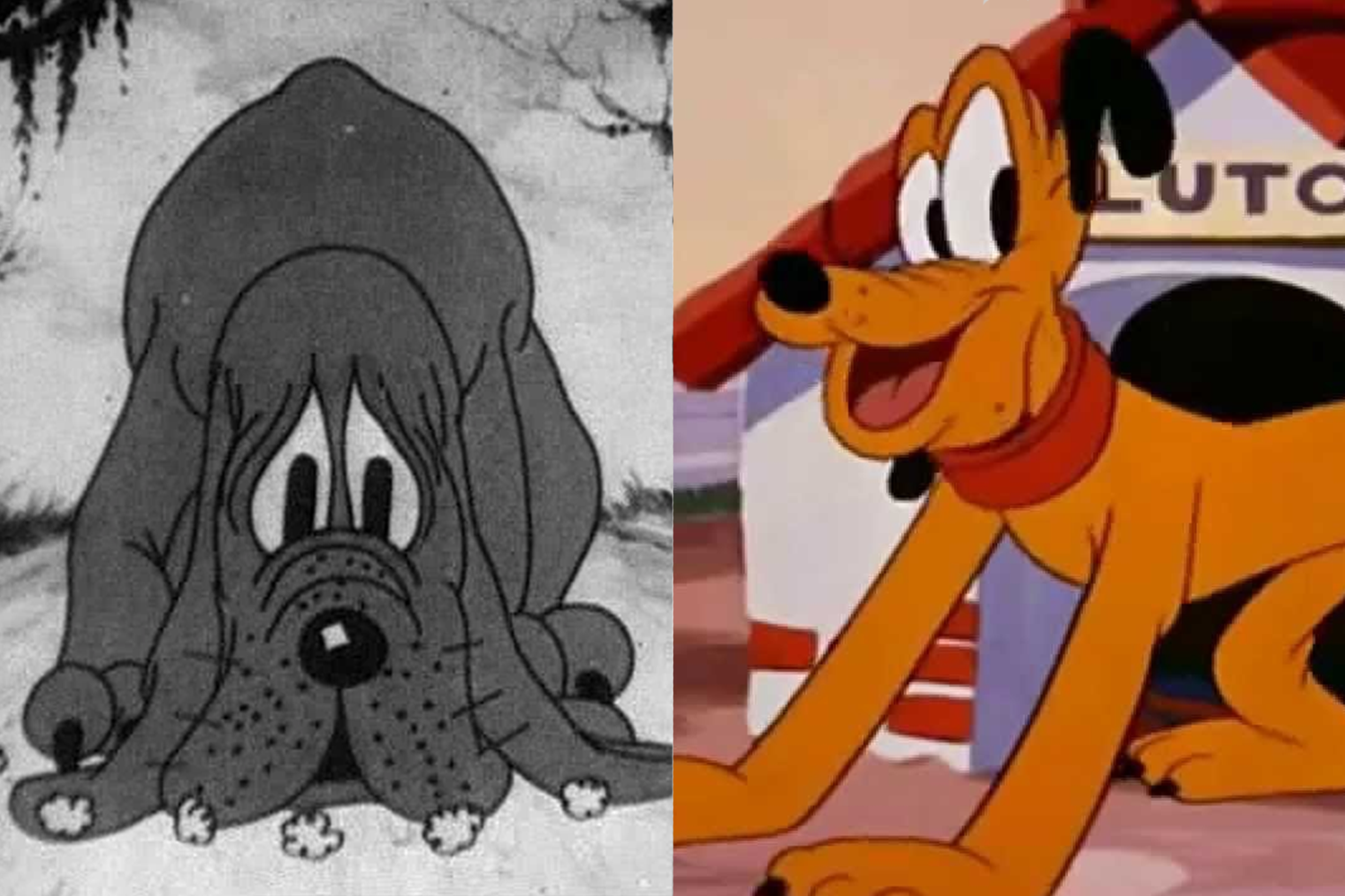 Плуто периодически теряет усы. Безымянный бладхаунд впервые появился в мультфильме «Заключенные» 1930 г. и считается первым персонажем, которого сделали сравнительно объемным (на фото слева). В итоге охранный пес надолго остался со зрителями и превратился в питомца Микки Мауса по кличке Плуто (на фото справа). По наблюдениям зрителей, мультипликаторы периодически экспериментировали с внешним видом собаки: ошейниками, окрасом, формой ушей, а также наличием и отсутствием усов.