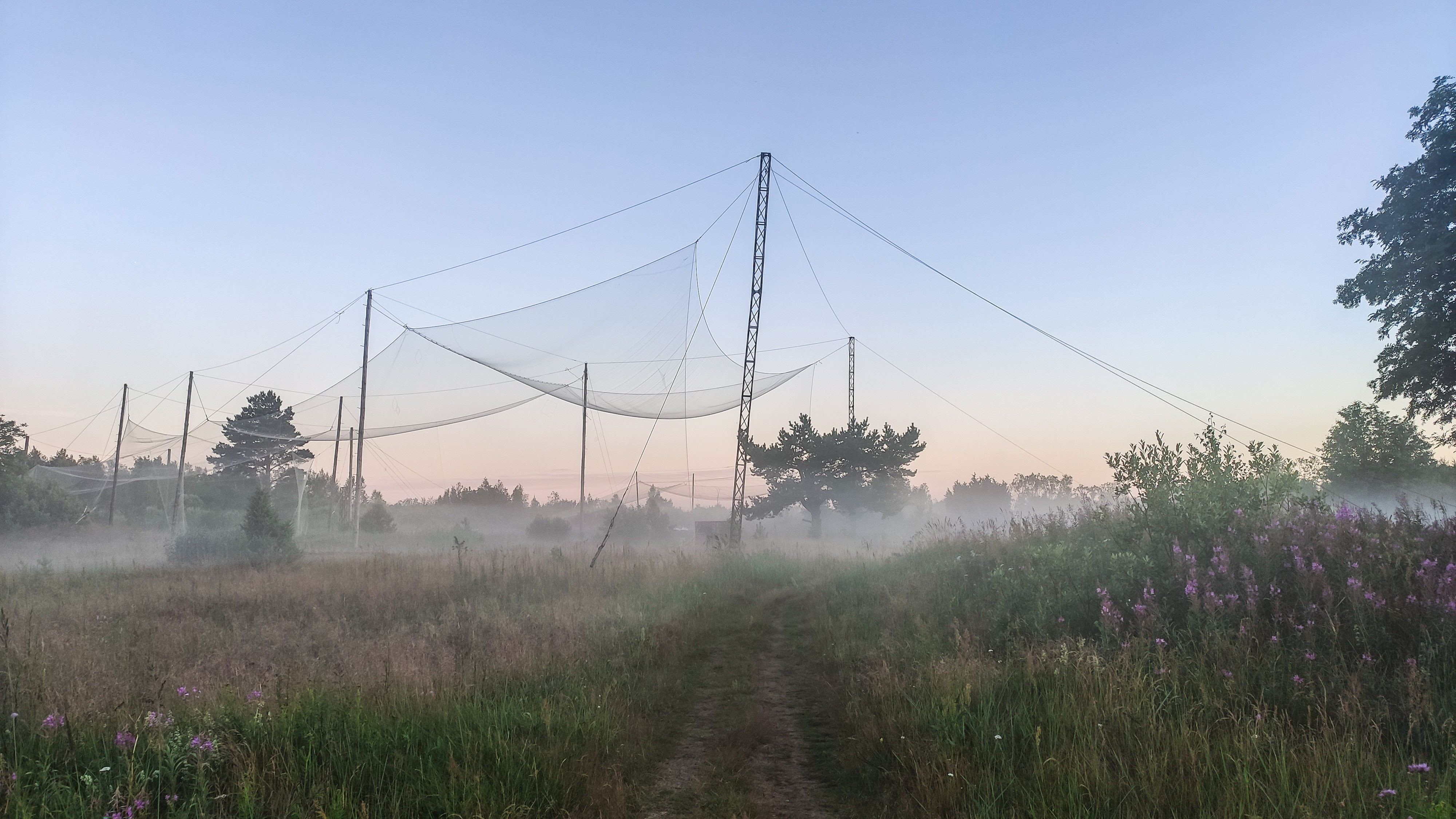 Орнитологическая ловушка на Ладожской орнитологической станции