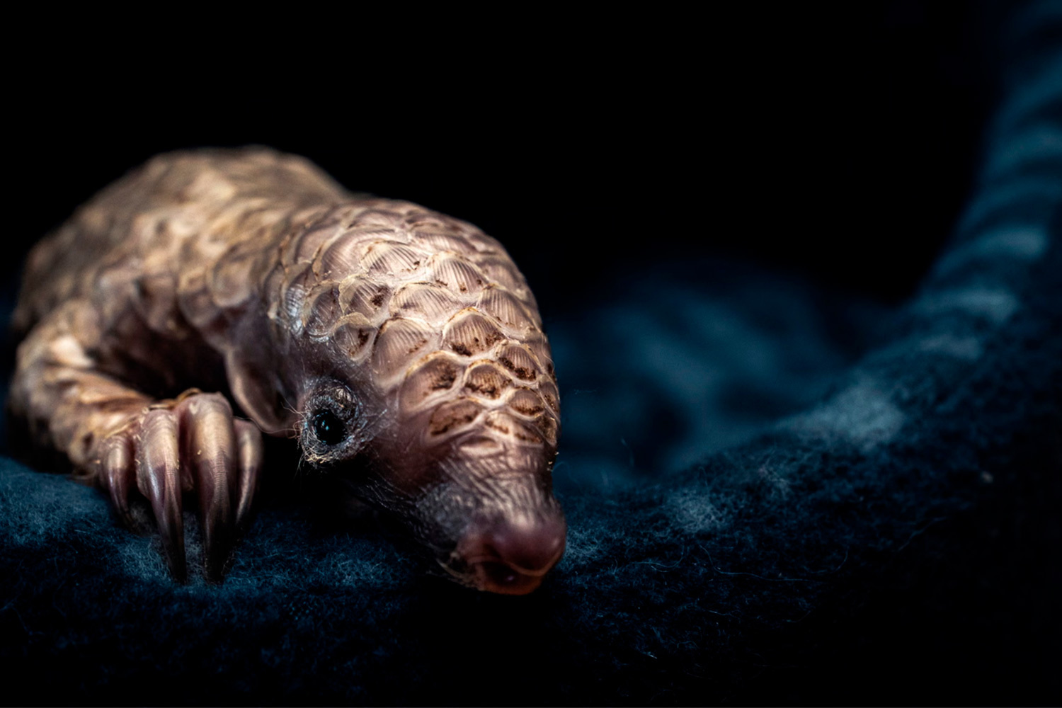 «Хрупкое будущее», Ланс ван де Вивер, ЮАР (шорт-лист).Детеныш панголина греется в реабилитационном центре Южной Африки. Эти животные – одни из наиболее часто фигурирующих в нелегальной торговле.