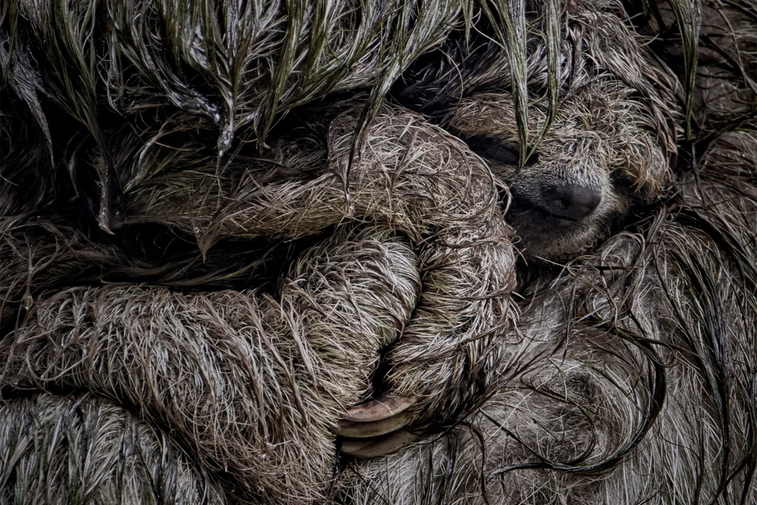 «Держи меня крепче», Двир Баркай, США (шорт-лист). Ленивица держит на руках своего малыша, защищая от дождя.