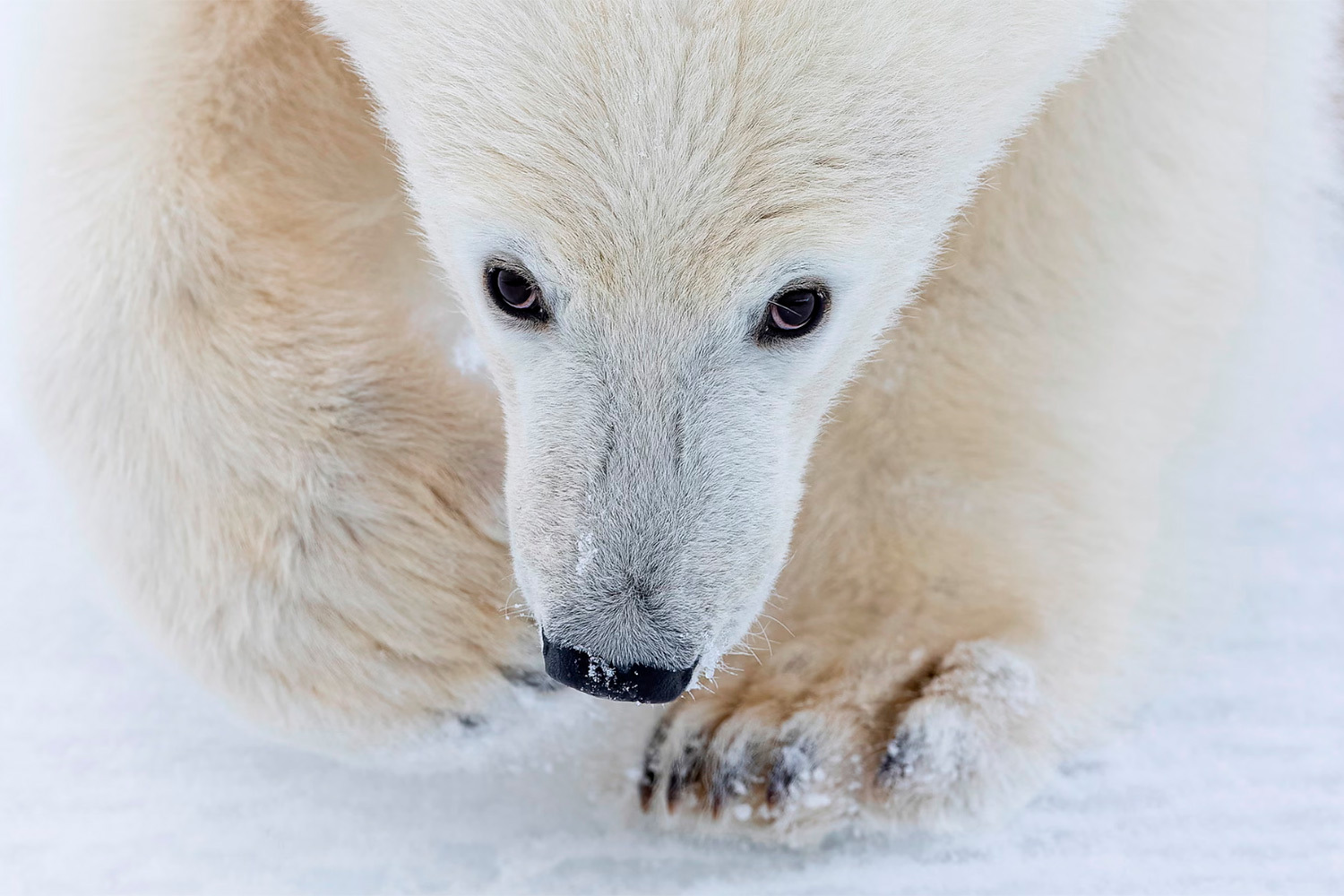 «Последний портрет», Нима Сарихани, Великобритания (шорт-лист).Медвежонок полярного медведя смотрит в камеру рядом с матерью – они возвращаются с неудачной охоты на побережье Шпицбергена.