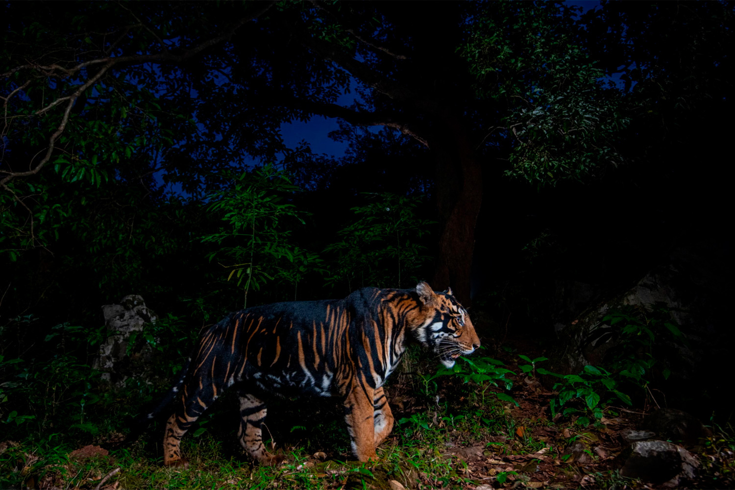 «Темный рыцарь», Прасенджит Ядав, Индия (шорт-лист).Тигр Т12 с псевдомеланизмом – широкими темными полосами – бродит по индийскому заповеднику Симилипал. Когда‑то он был единственным самцом в популяции из менее чем семи особей, но сумел дать потомство.