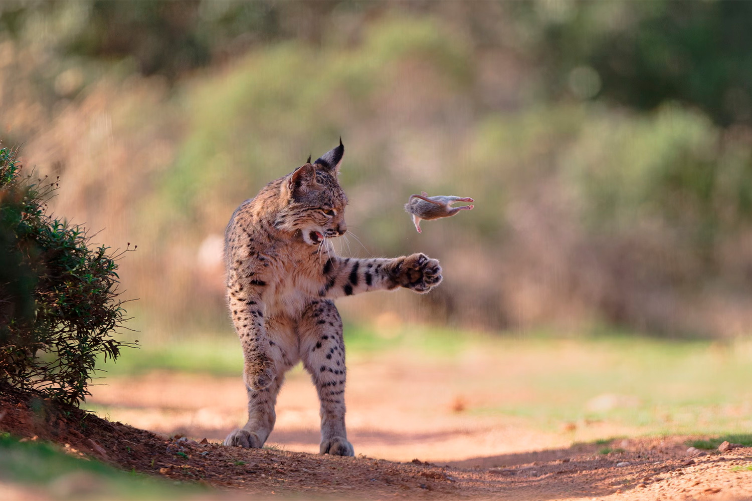 Снимок австрийского фотографа Йозефа Штефана «Летающий грызун», на котором молодая иберийская рысь игриво подбрасывает в воздух свою добычу, выиграл в номинации «Выбор народа». В ежегодном конкурсе Wildlife Photographer of the Year, организованном Музеем естественной истории в Лондоне, приняли участие более 85 000 человек: они выбирали из 24 кадров, попавших в шорт-лист. Голосование за приз зрительских симпатий по традиции прошло отдельно от основного состязания, победитель которого был объявлен в октябре. В число финалистов также вошло еще четыре работы.