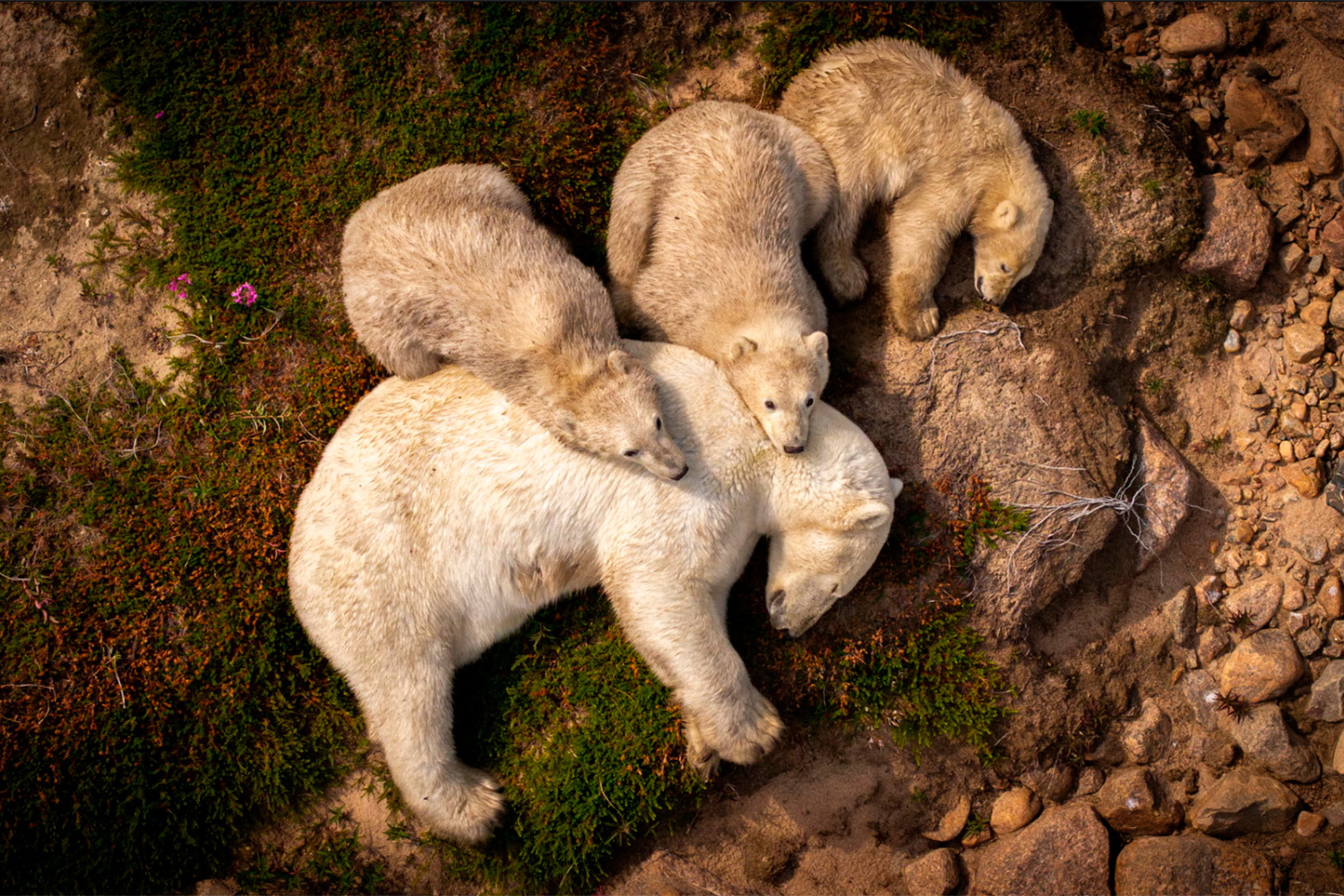 «Семейный отдых», Кристофер Петкау, Канада (финалист).Белые медведи отдыхают после долгого пути на север вдоль побережья Гудзонова залива в Канаде.