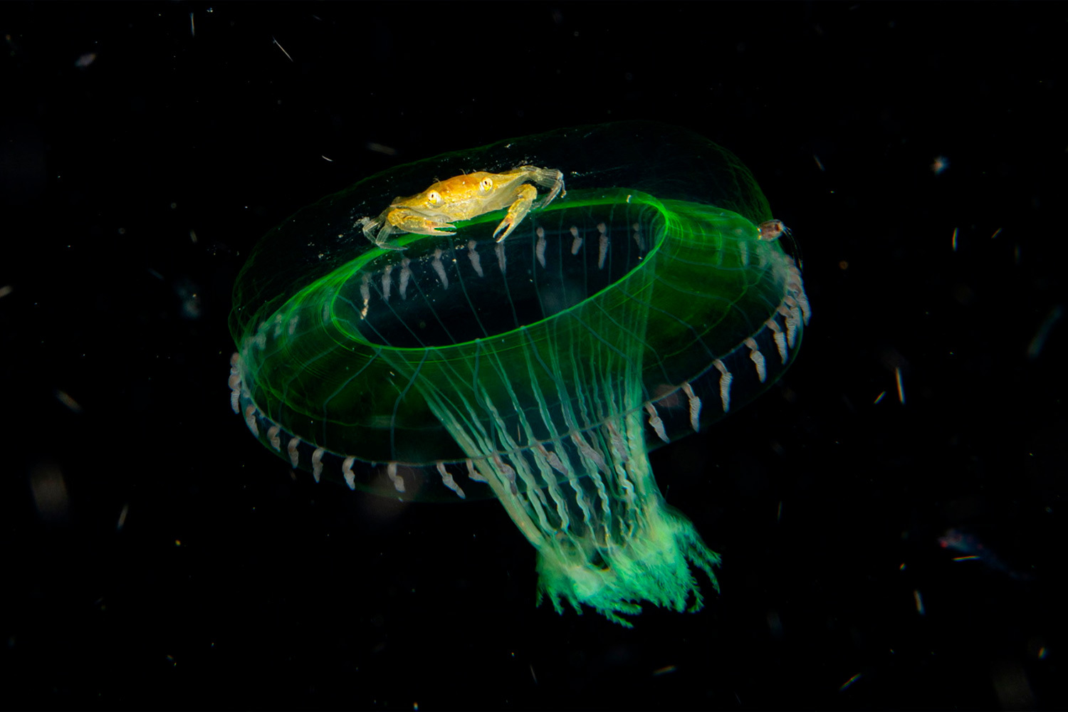 «Попутчик», Крис Гаг, США (шорт-лист).Краб передвигается верхом на медузе