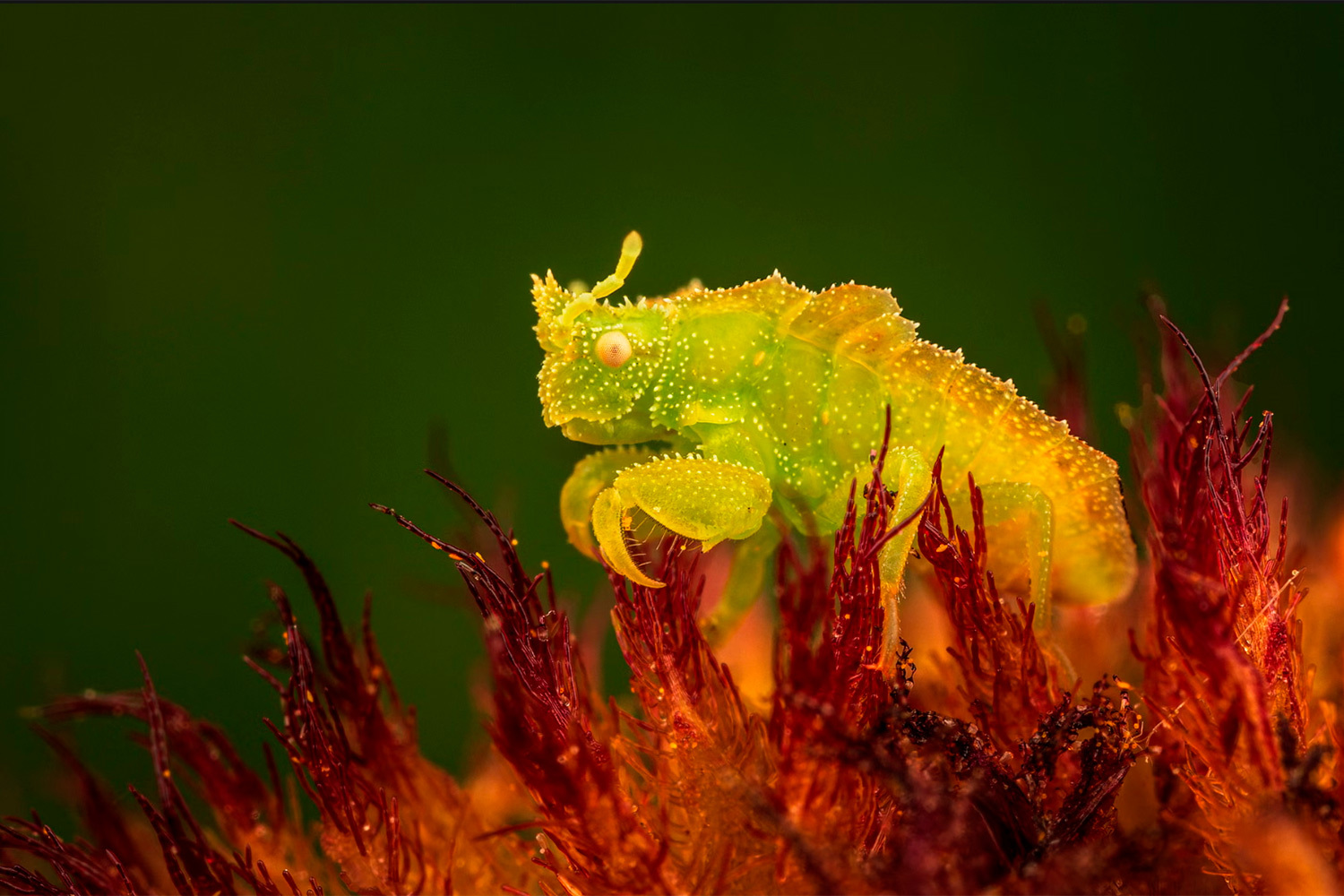 «Наготове», Джозеф Ферраро, США (шорт-лист).Нимфа клопа-охотника замерла на цветке, поджидая, пока добыча не окажется в пределах досягаемости.