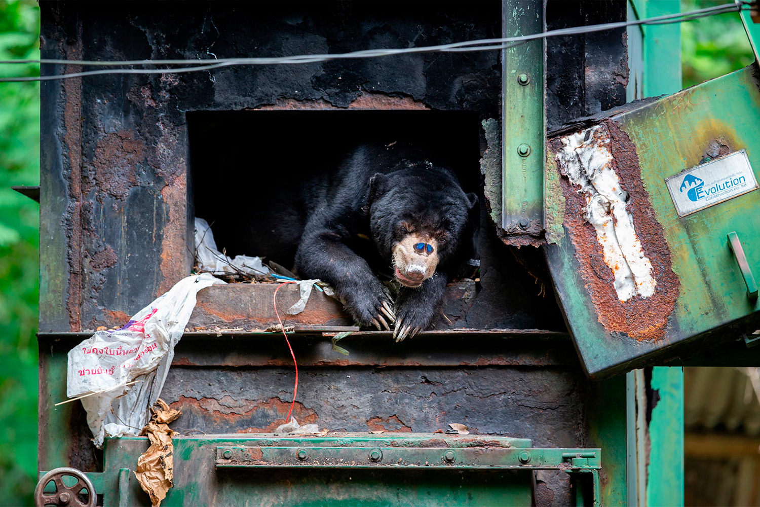 «В печи», Могенс Тролле, Дания (шорт-лист).Малайский медведь прячется от дождя в печи, на которой висит табличка с надписью «Эволюция».