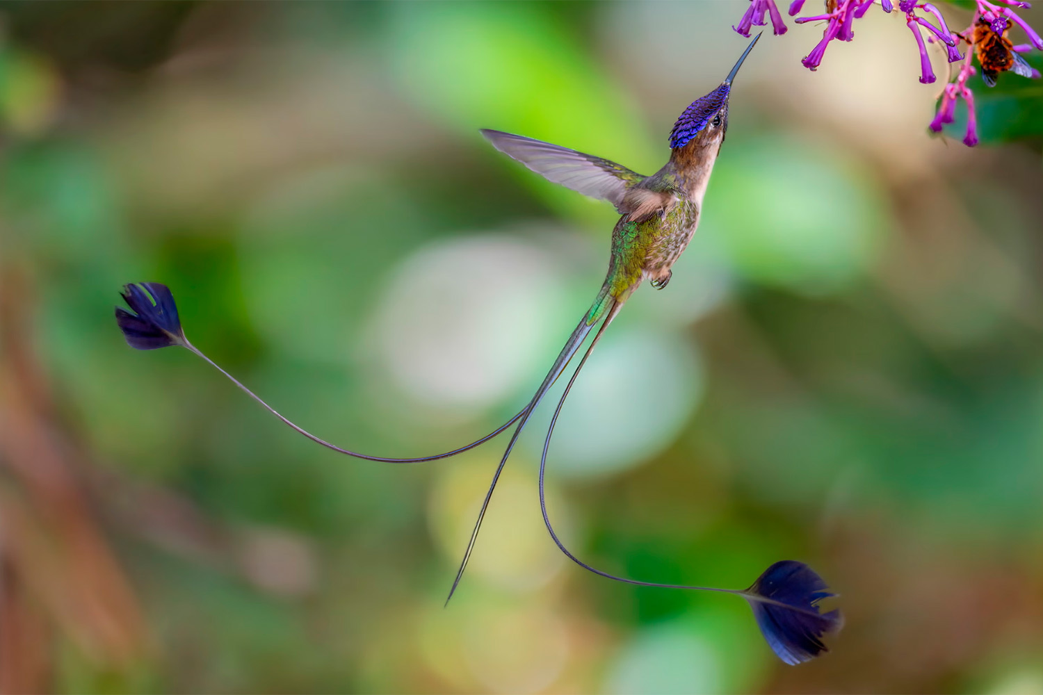 «Чудесный лопатохвост», Дастин Чэн, Великобритания (шорт-лист).Самец колибри питается цветами и показывает свой длинный хвост.