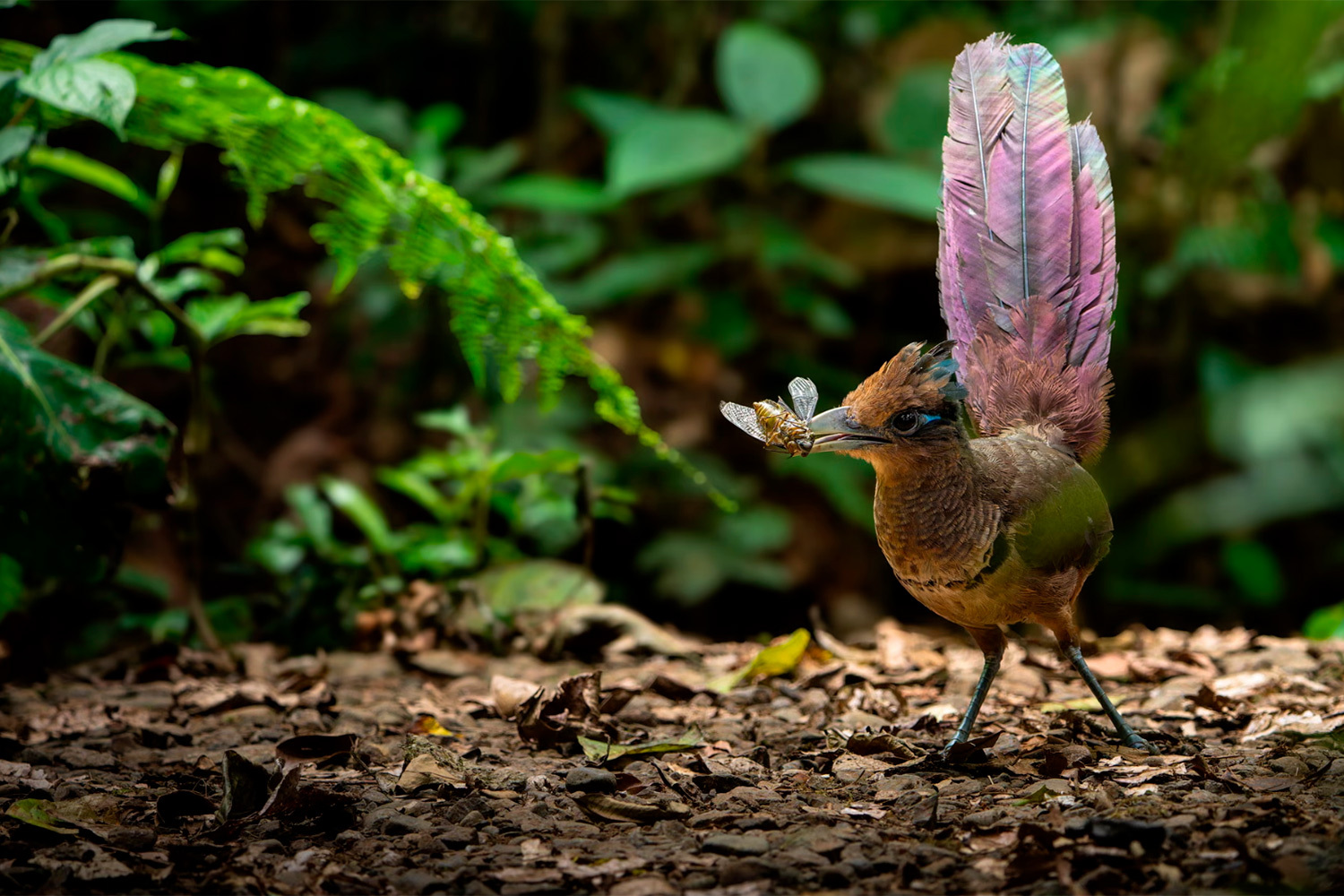 «Мимолетное мгновение», Лиор Берман, Австрия (шорт-лист).Рыжегузая земляная кукушка ловит цикаду в тропических лесах Коста‑Рики.