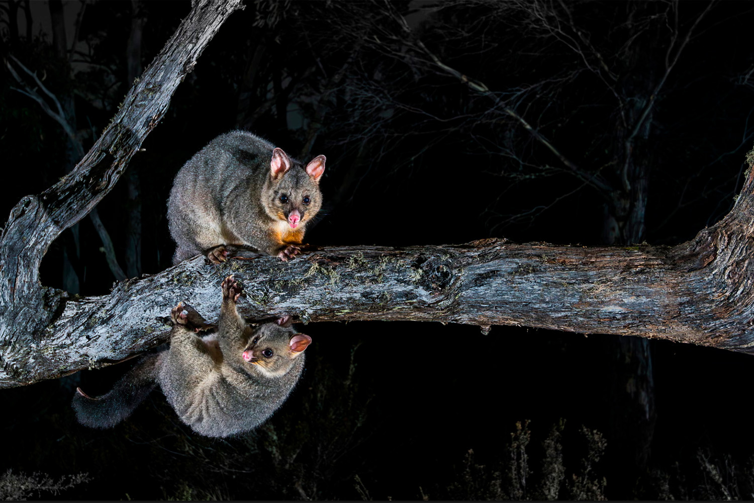 «Над и под», Чарльз Дэвис, США (шорт-лист).Пока мать‑опоссум карабкается по ветке в поисках еды, ее детеныш старательно копирует каждое движение, словно отражение в зеркале.