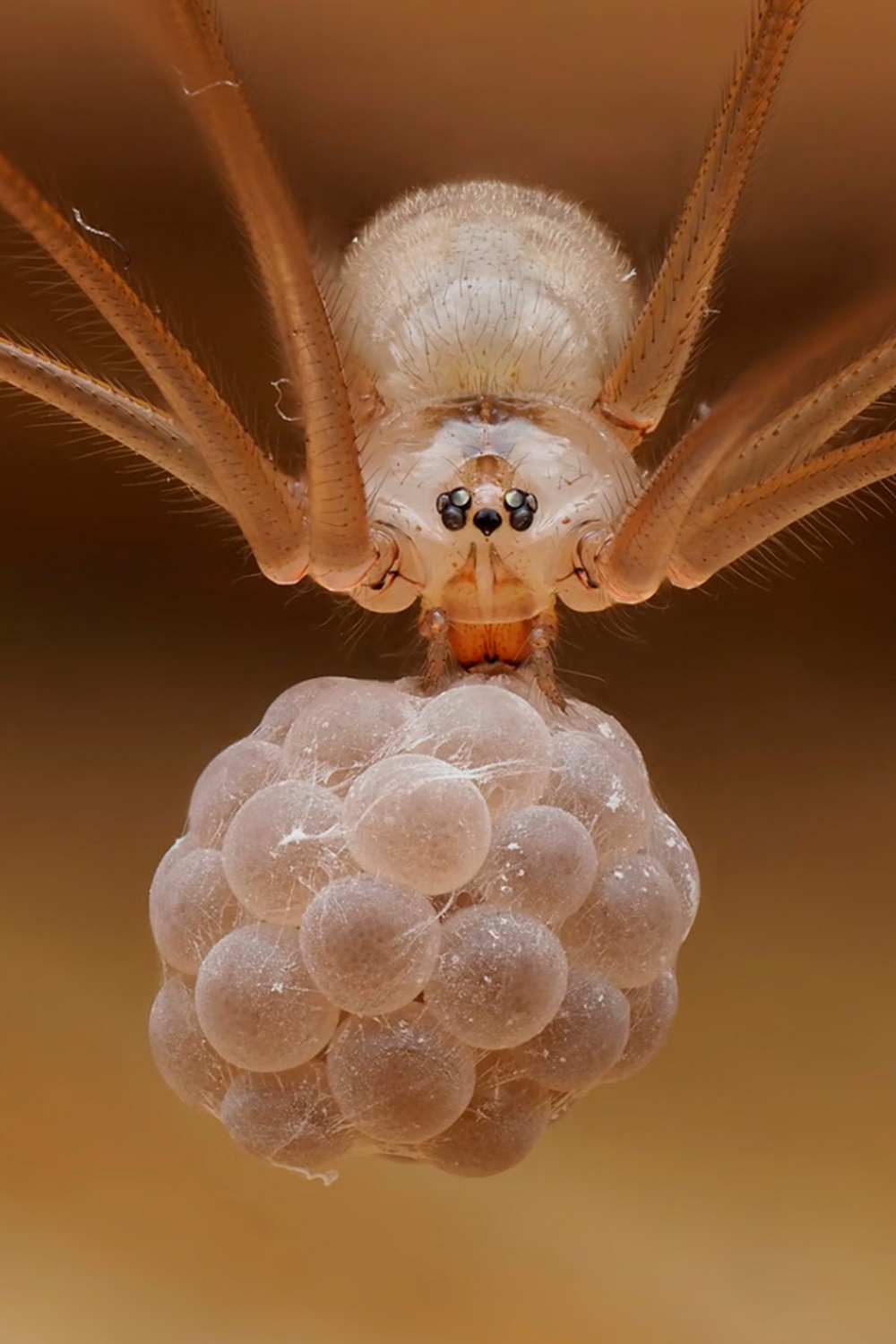 «Драгоценный груз», Томас Хант, Великобритания (шорт-лист).Паук‑сенокосец, известный также как долгоножка, бережно несет в челюстях комок яиц.