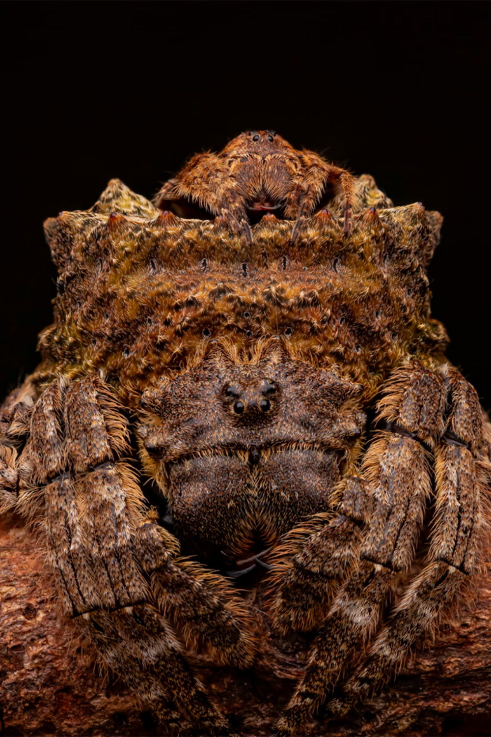 «Парный камуфляж», Артур Томашек, Польша (шорт-лист).Крошечный самец сидит на брюшке хорошо замаскированной самки паука‑короеда в ожидании ее линьки, после которой она будет готова к спариванию.