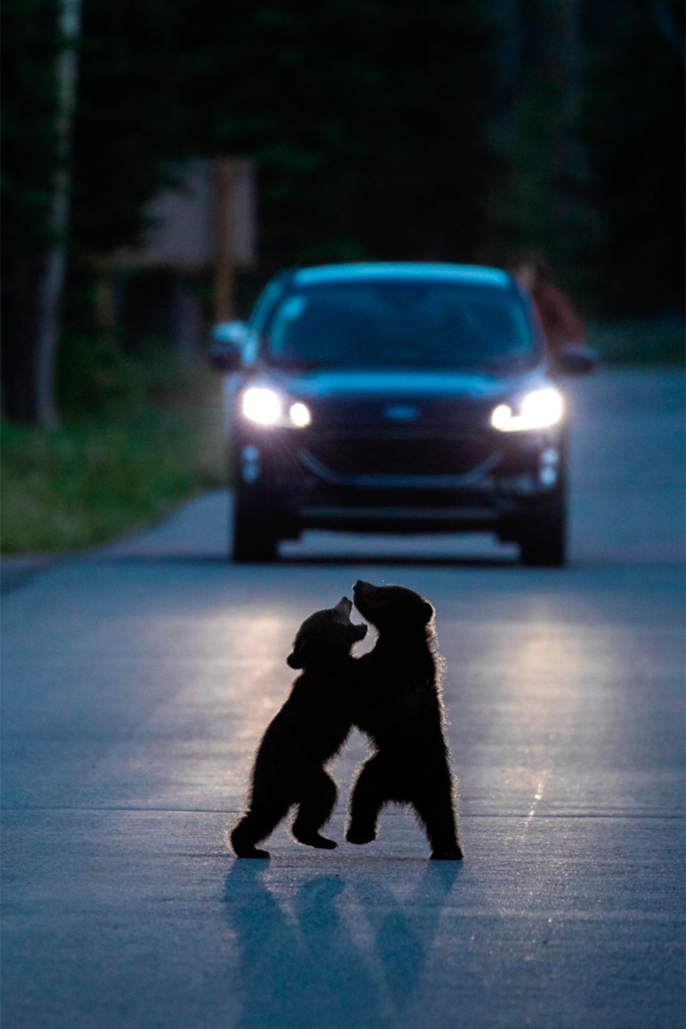 «Танец в свете фар», Уилл Николлс, Великобритания (финалист).Два медвежонка играют в центре дороги – редкая сцена в канадском национальном парке Джаспер, ведь матери обычно оберегают детенышей от опасностей.