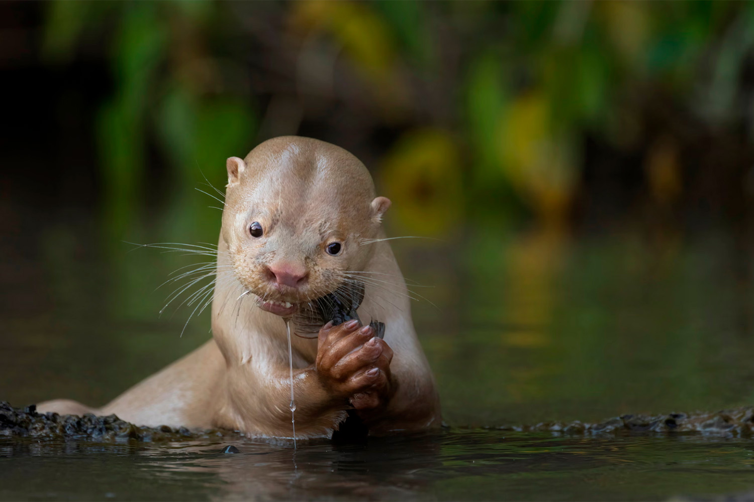 «Уникальность», Даниэла Ангер, Германия (шорт-лист).Выдра с лейкизмом ловит сома в Бразилии (штат Мату-Гросу-ду-Сул). Необычная светлая окраска – результат недостатка меланина.
