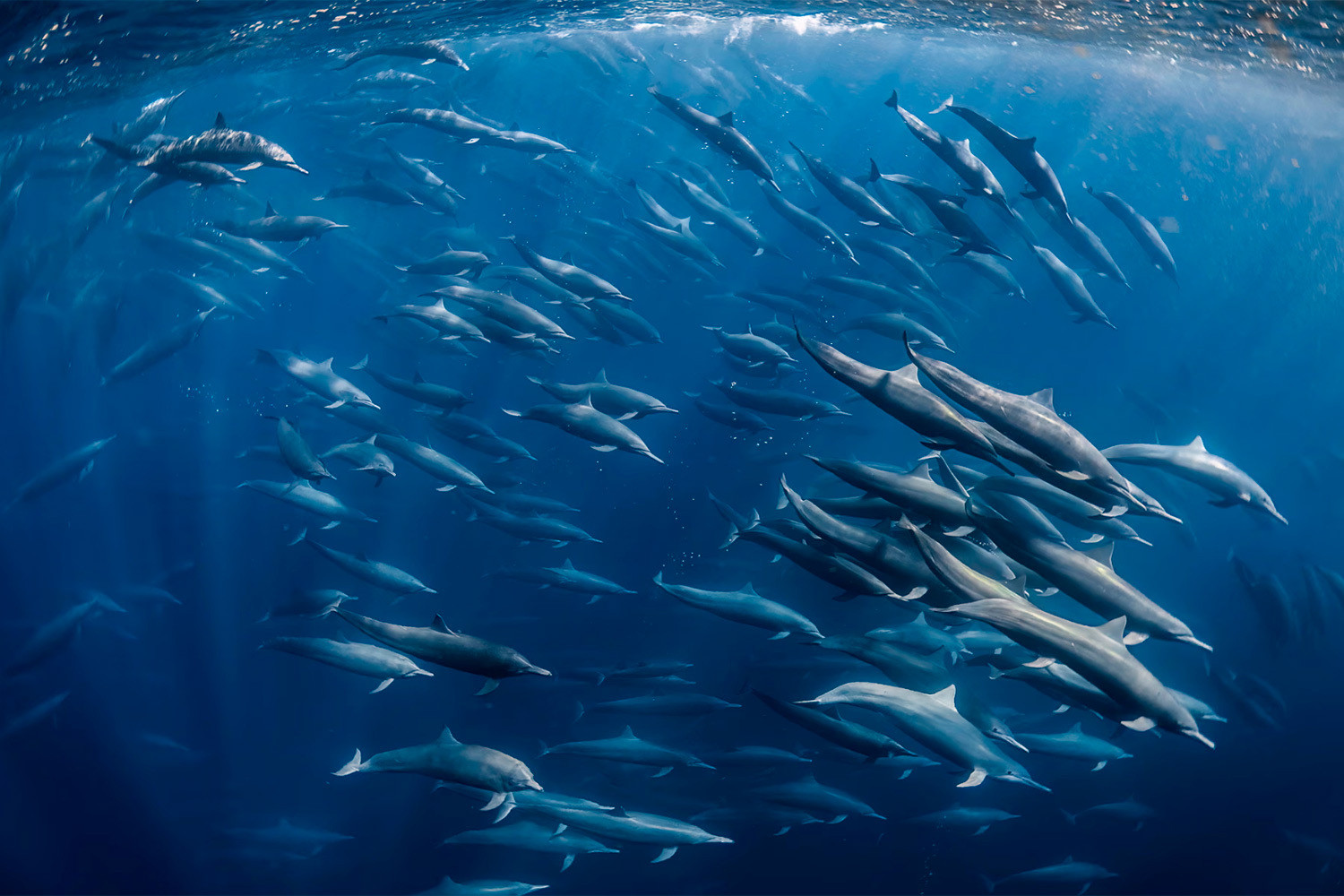 «Вихрь дельфнов», Сесиль Габийон, Франция (шорт-лист).Стая дельфинов-спиннеров гонит светящихся рыб к поверхности океана у берегов Коста-Рики.