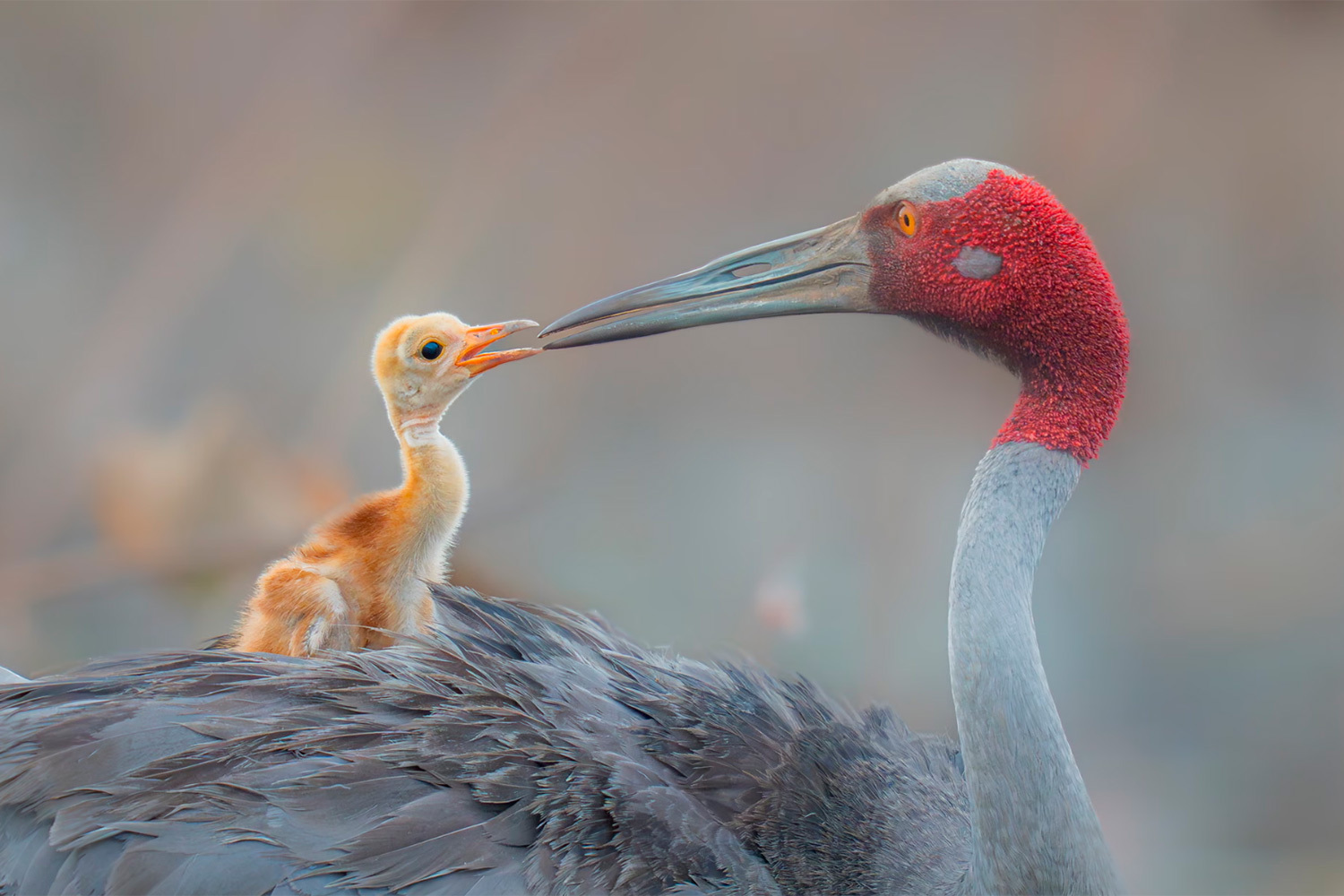 «Клюв к клюву», Понлават Тайпиннаронг, Таиланд (шорт-лист).Индийский журавль и его недельный птенец.