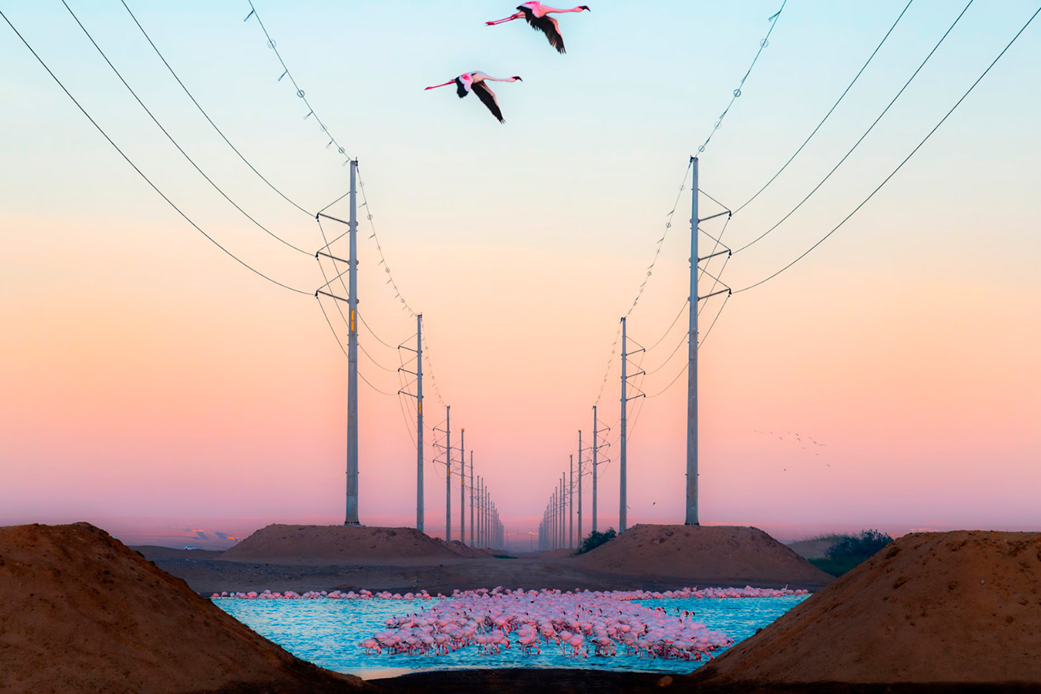 «Красавица против чудовища», Александр Бриссон, Швейцария (финалист).Группа фламинго собралась на фоне линии электропередачи в заповеднике Уолфиш-Бей в Намибии.