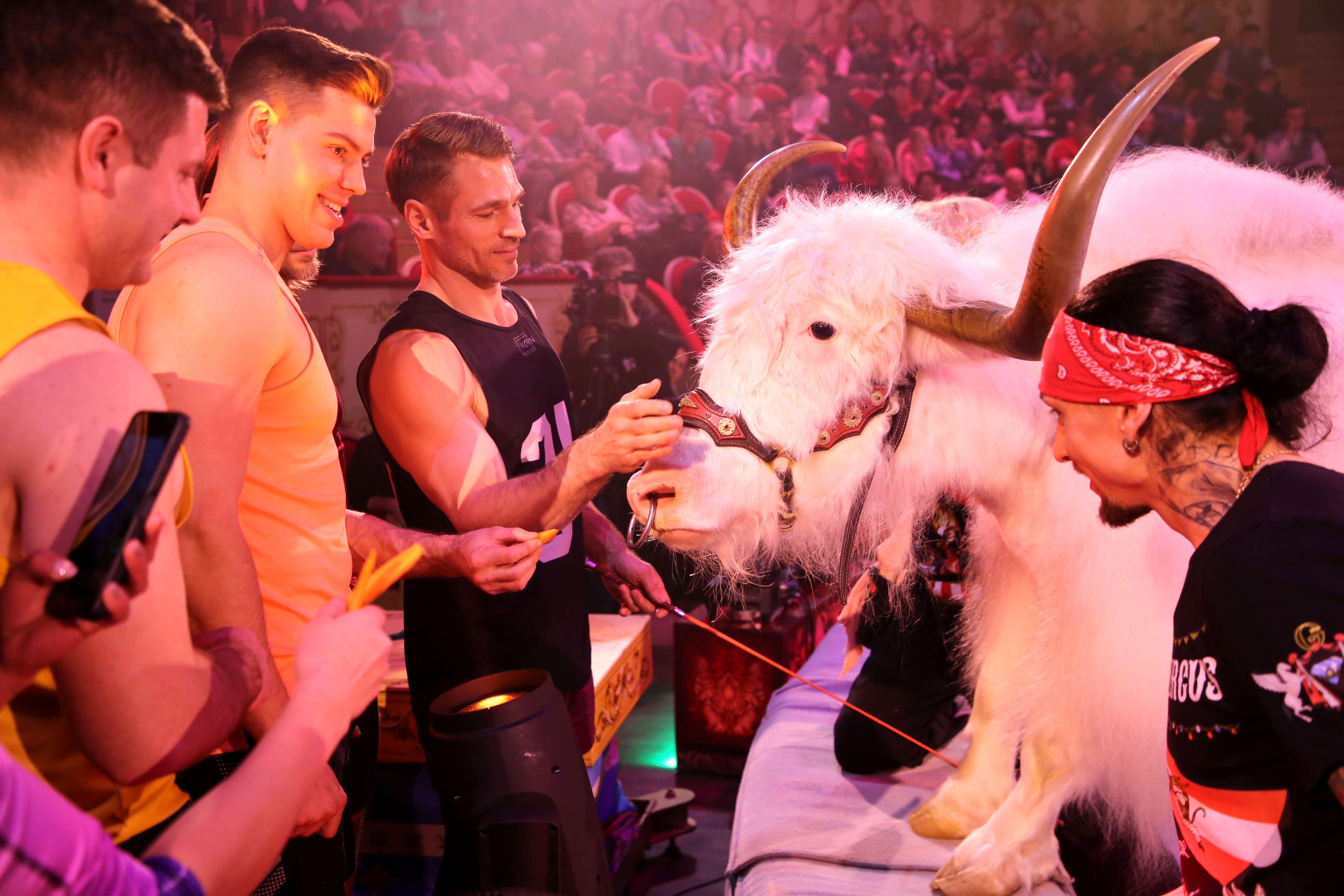 Никитина Вероника/Продюсерский центр «Королевский цирк Гии Эрадзе»