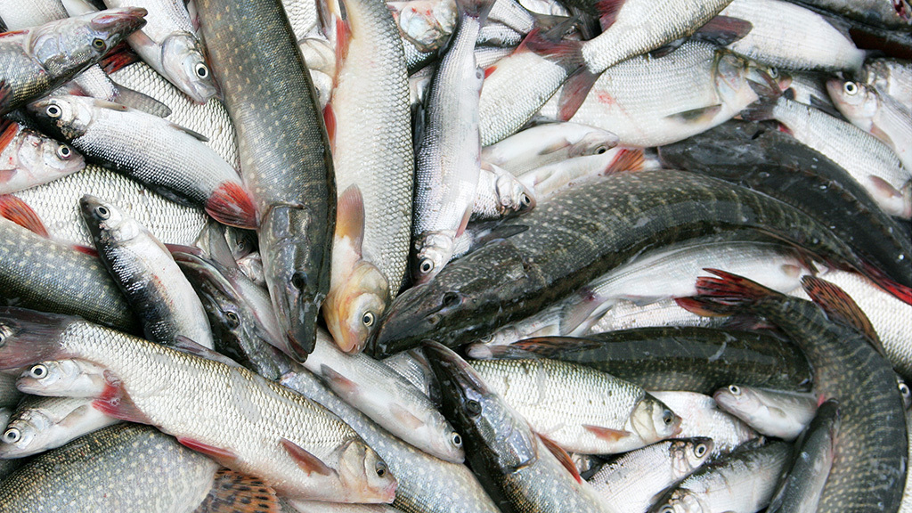 Николай Гынгазов / ТАСС