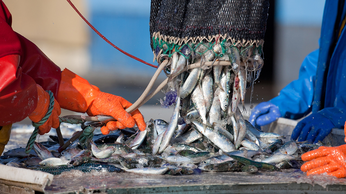 Дальнейшая динамика экспорта российской рыбопродукции будет во многом зависеть от объемов вылова