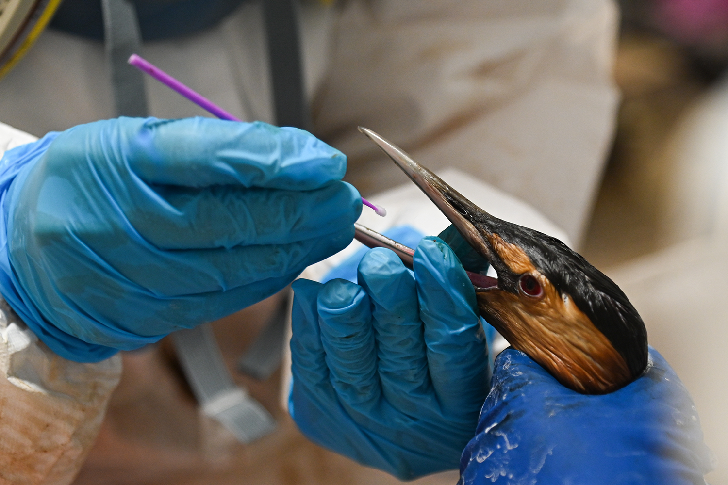 На побережье Черного моря вновь находят погибших и испачканных нефтепродуктами птиц. По оценкам организации «Зеленый патруль», пострадали не менее 800 особей. Их спасением занимаются волонтеры из местного сообщества «Сети, сито, лопата», реабилитационный центр «Жемчужная» в селе Витязево Краснодарского края и др.