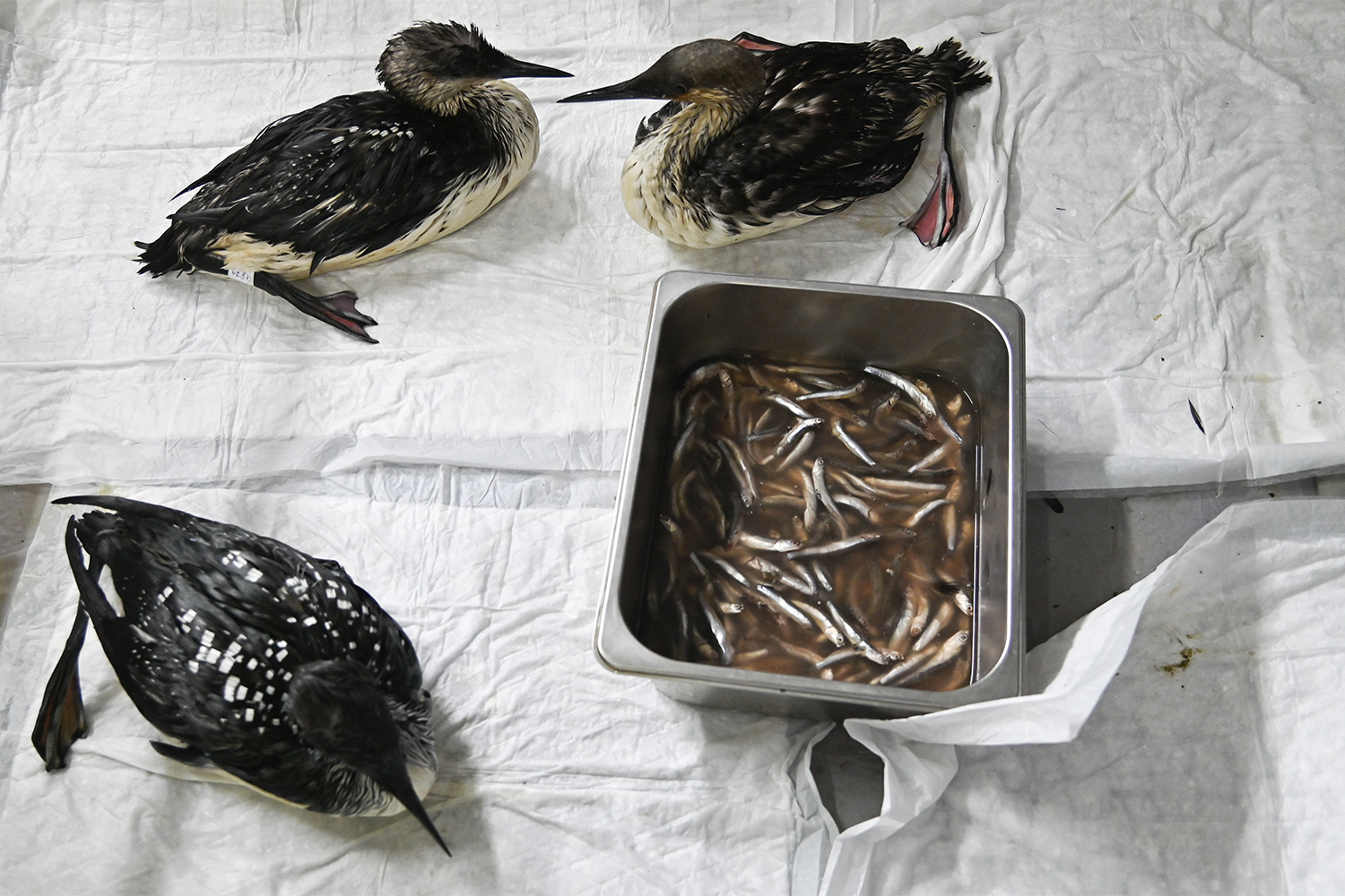 Пострадавшим пернатым оказывают помощь согласно методике, разработанной после аварии с танкерами «Волгонефть-212» и «Волгонефть-239» и последовавших выбросов мазута, который они перевозили. Это произошло в 2024-2025 гг.