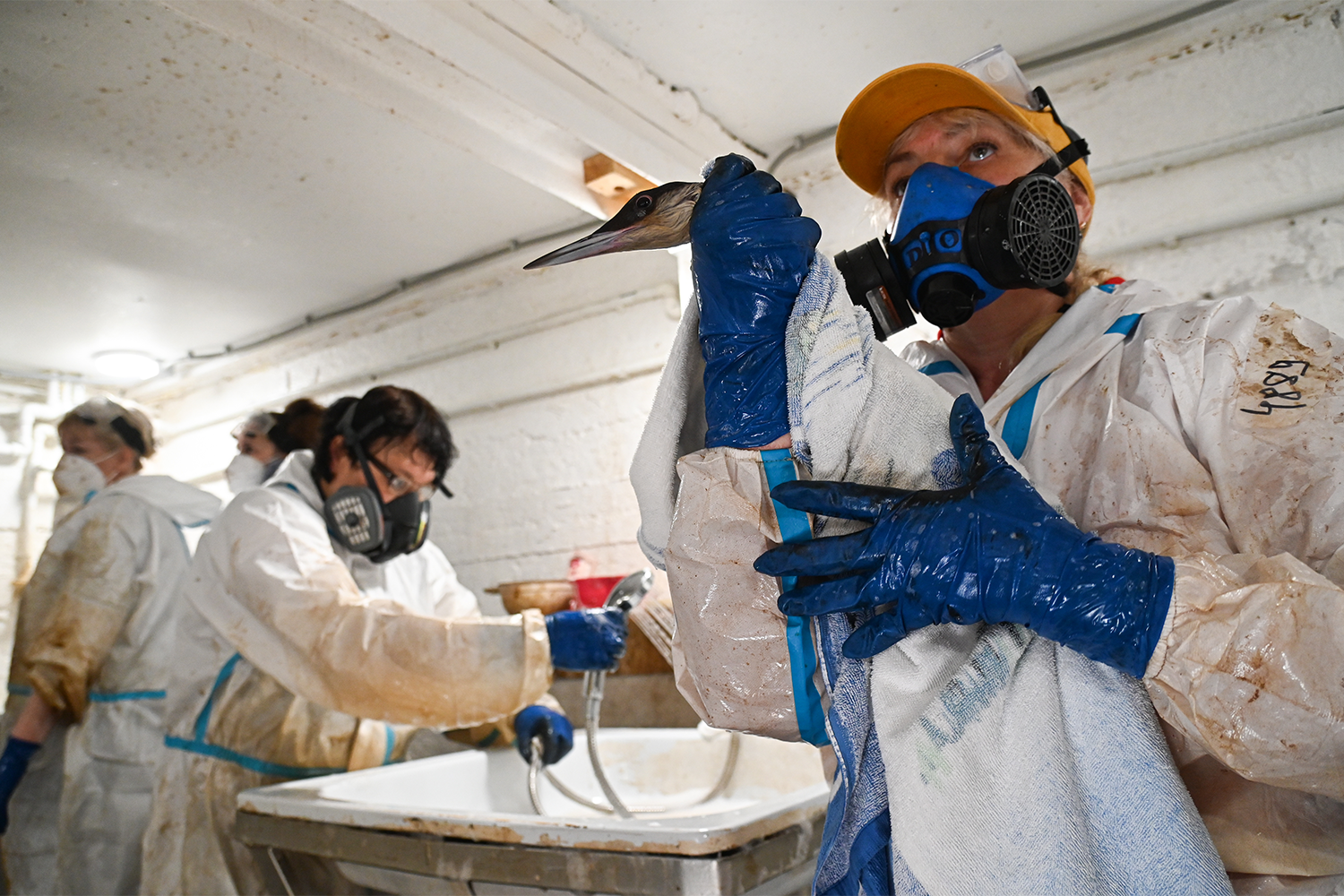 Вначале птиц чистят и моют (это занимает от 30 минут до полутора часов), затем направляют в ветеринарный стационар: пернатые пациенты страдают от химических ожогов и сильной интоксикации. После полного курса лечения их переводят в чистые бассейны, где реабилитируют и готовят к возвращению в дикую природу.