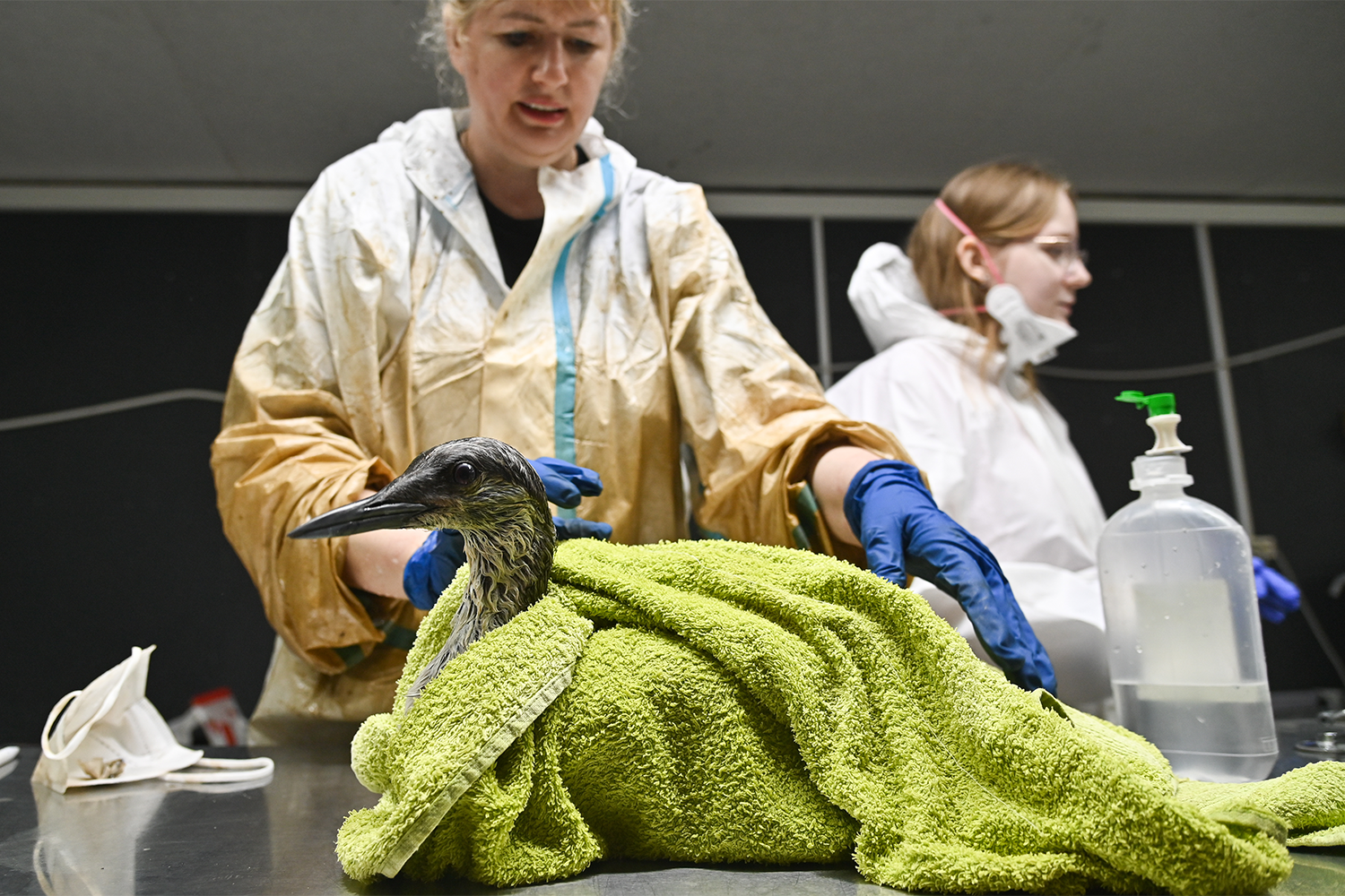 Новое нефтяное пятно обнаружено в 11 км от Анапы. Его обработали специальным сорбентом и обнесли заграждениями. Однако, несмотря на оперативно предпринятые меры, нефтепродукты затронули птиц. По информации местной прессы, от загрязнений пострадали в основном черношейные поганки и краснокнижные чернозобые гагары.