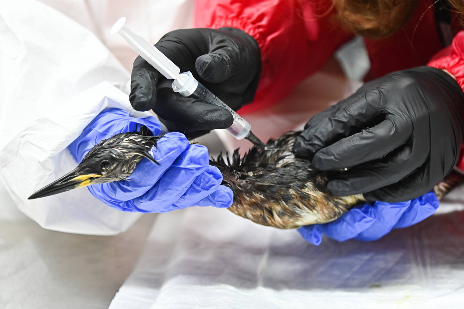 Волонтеры просят местных жителей присоединиться к ним, чтобы построить новые вольеры для птиц – нынешних не хватает. Необходимые щетки, ватные диски, пеленки также предоставляют неравнодушные люди и городские власти.