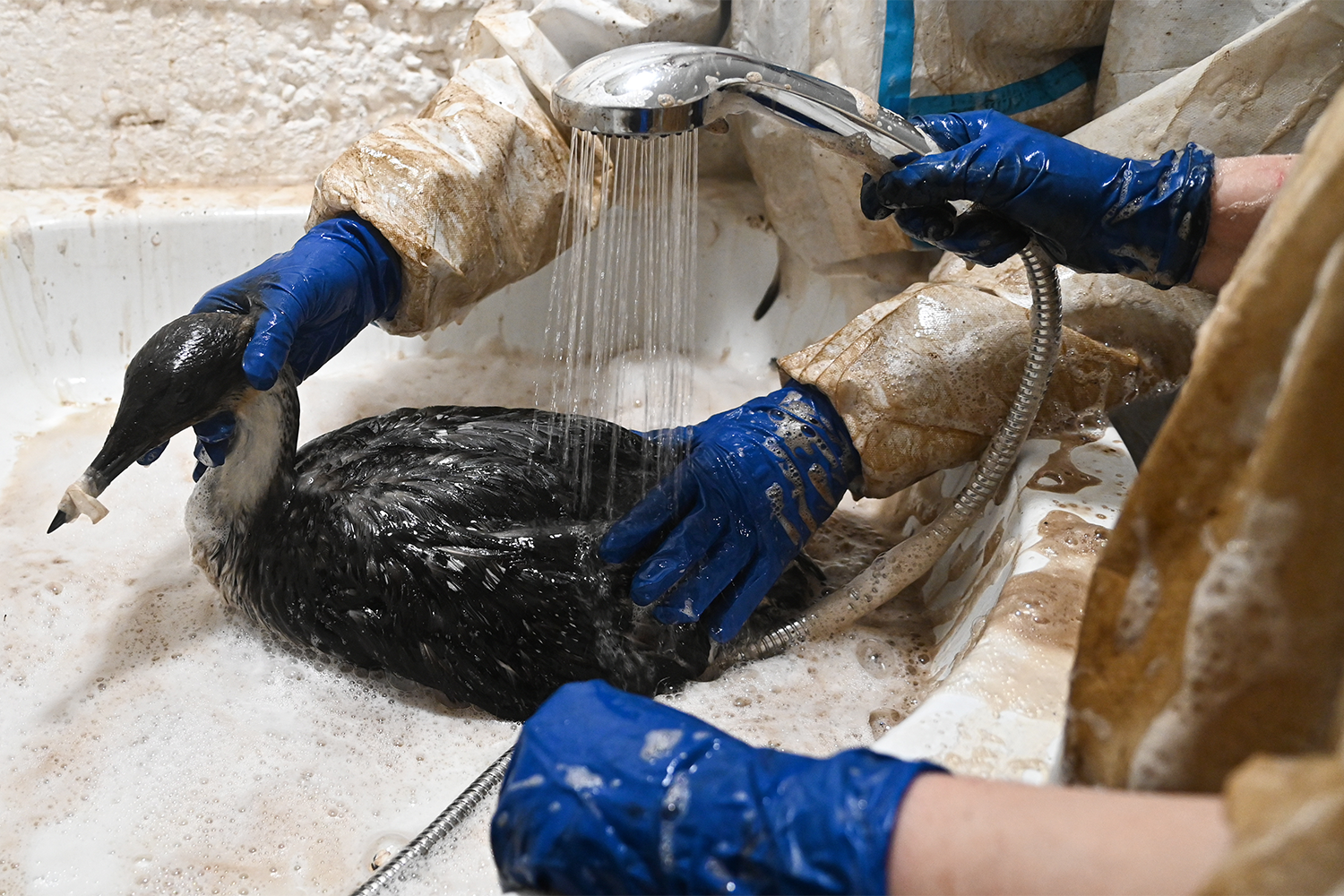 Глава организации «Зеленый патруль» Роман Пукалов рассказал СМИ, что нефтепродукт, обнаруженный в Черном море в эти дни, отличается от мазута, разлившегося после крушения танкеров типа «Волгонефть»: новый легче отмывается волонтерами от птиц.&nbsp;