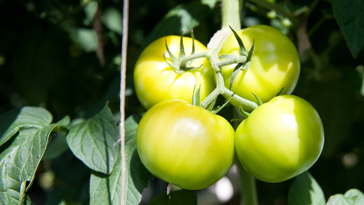 Андрей Гордеев / Ведомости