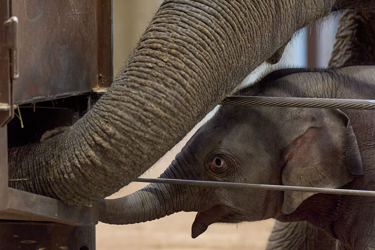 22 апреля 2026 г. 10‑недельный азиатский слоненок Лин Май подражает «тете» Сварне у кормушки с сеном во время своего публичного дебюта в Национальном зоопарке Вашингтона, США.