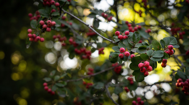 Рябинокизильник Позднякова