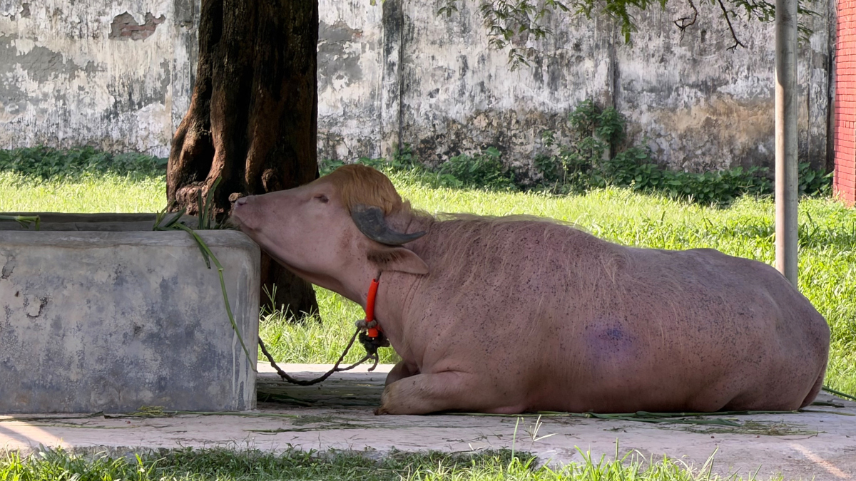 Nazrul Islam/dpa via Reuters Connect