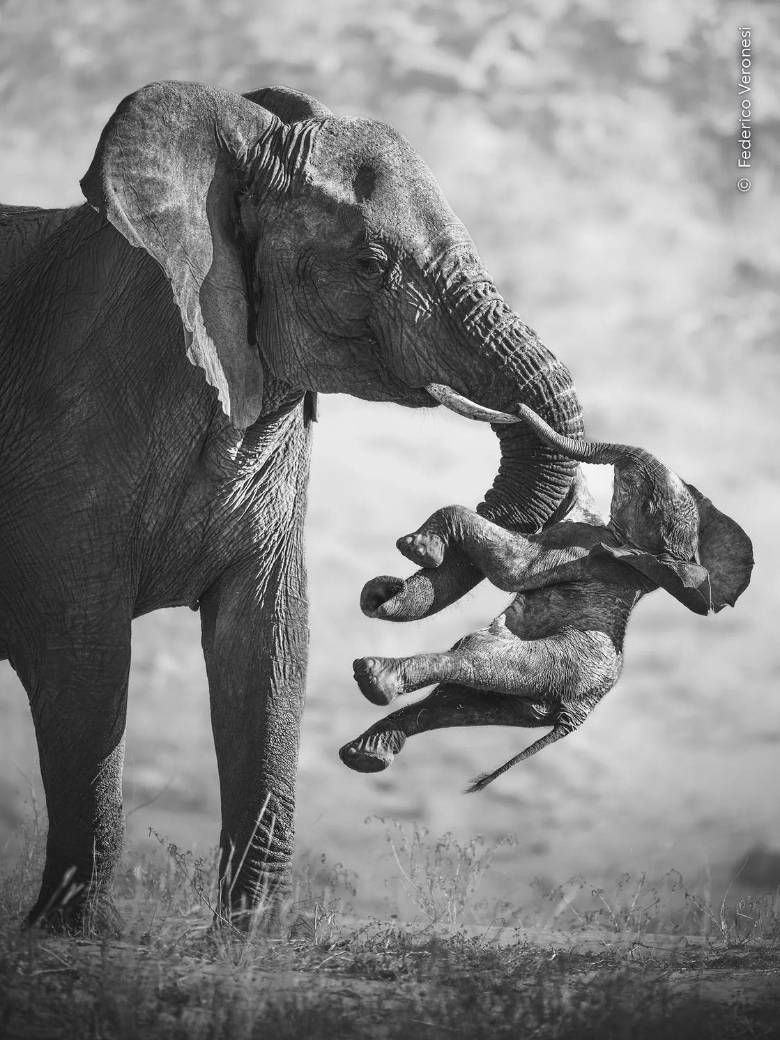 Музей естественной истории в Лондоне подвел итоги 62-го конкурса Wildlife Photographer of the Year. В этом году организаторы получили 65&nbsp;000 работ из 121 страны. Главным победителем стал итальянский фотограф Федерико Веронези с пронзительным снимком «Последствия», на котором намибийская слониха несет своего погибшего детеныша. Исследователи считают такое поведение проявлением глубокой скорби.