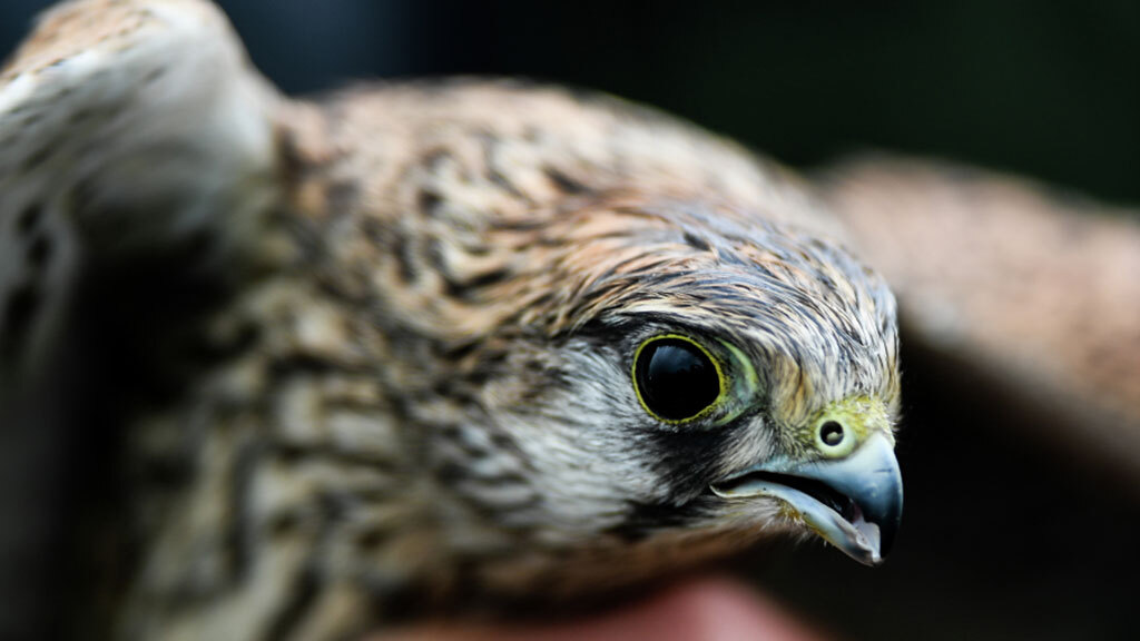 Владимир Астапкович / РИА Новости