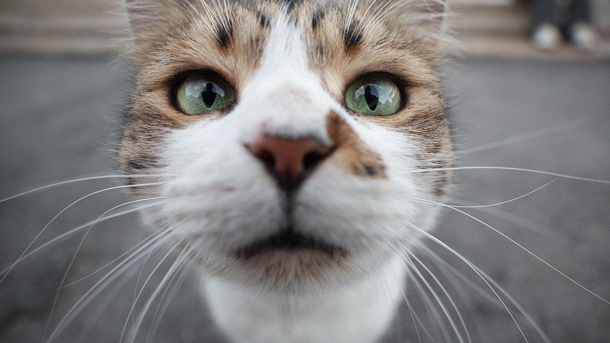 Андрей Гордеев / Ведомости