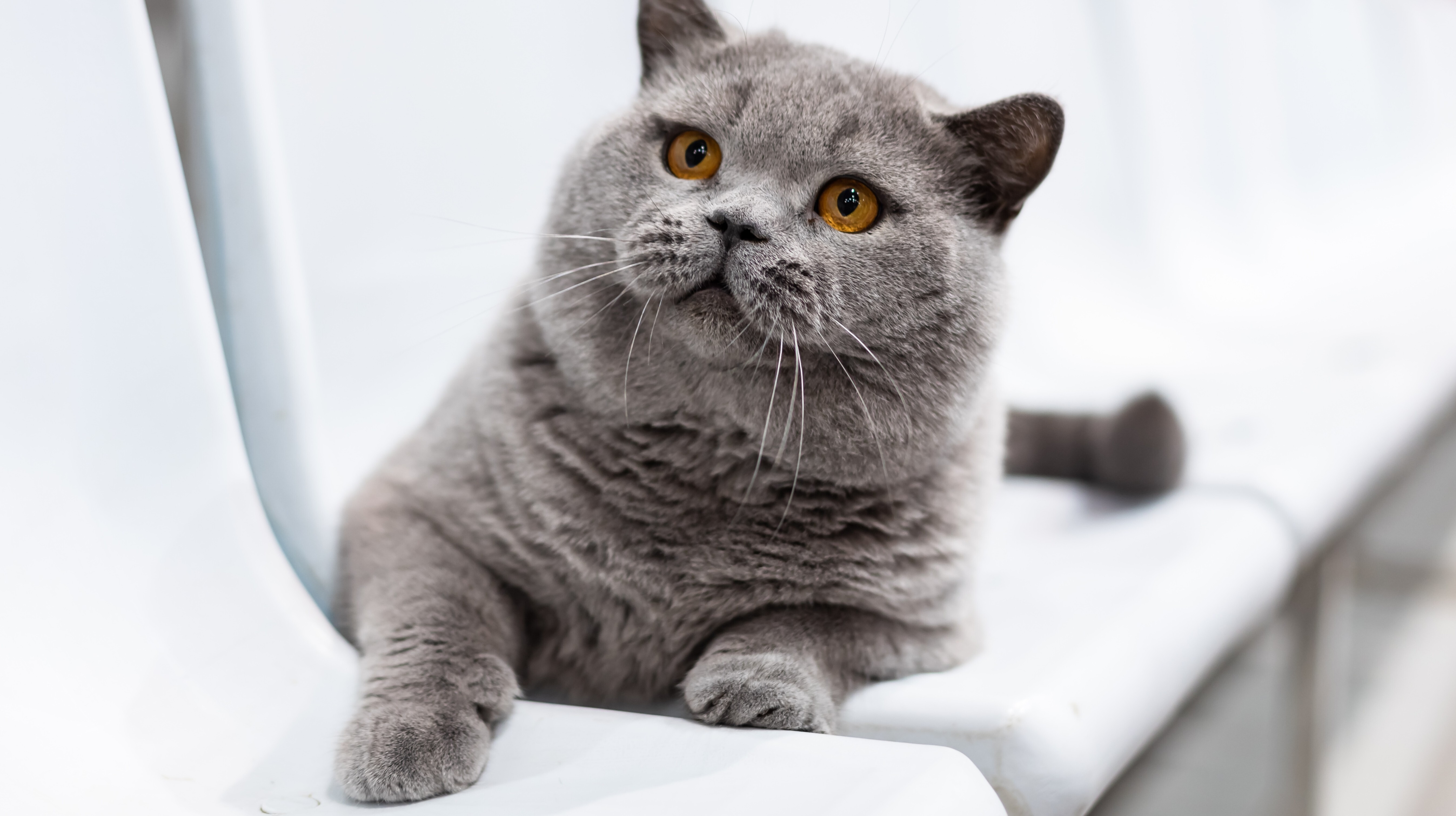 Дарлен Флер Далмор Блэк