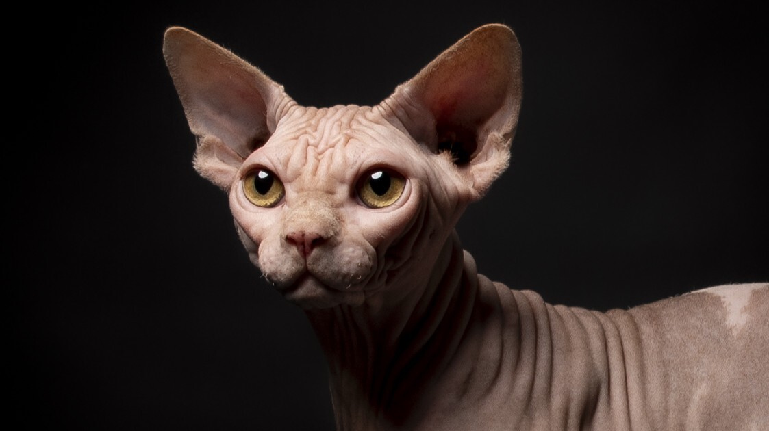 Дарлен Флер Далмор Блэк