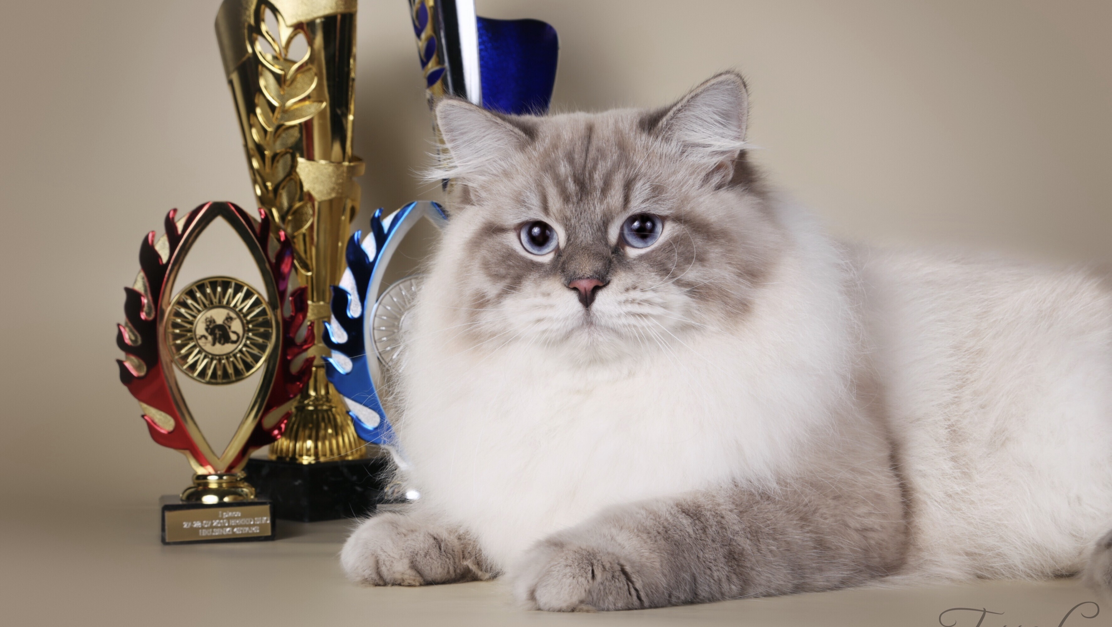 Дарлен Флер Далмор Блэк