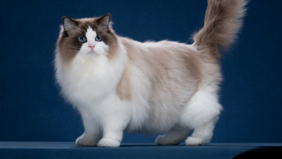 Дарлен Флер Далмор Блэк