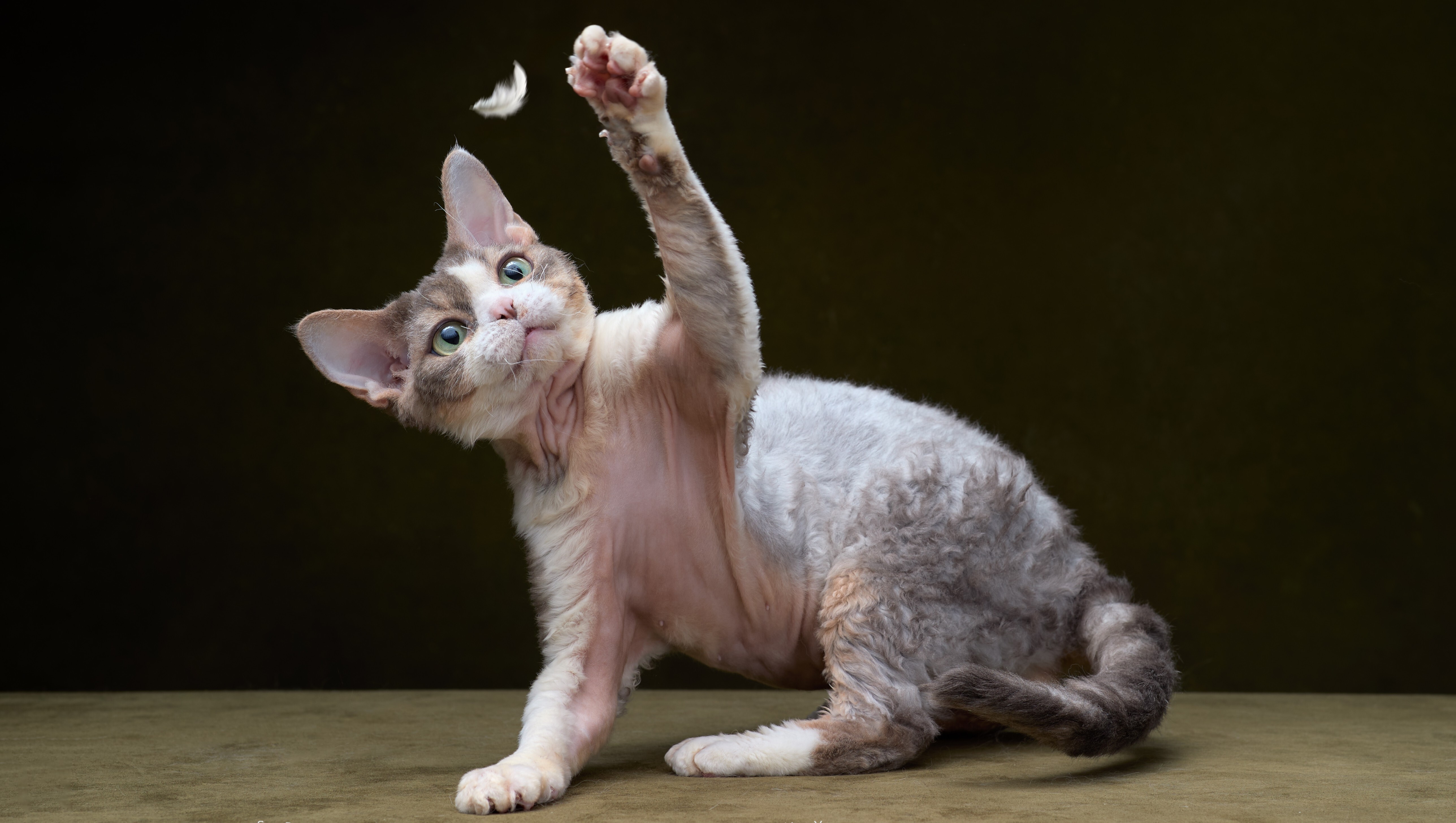 Дарлен Флер Далмор Блэк