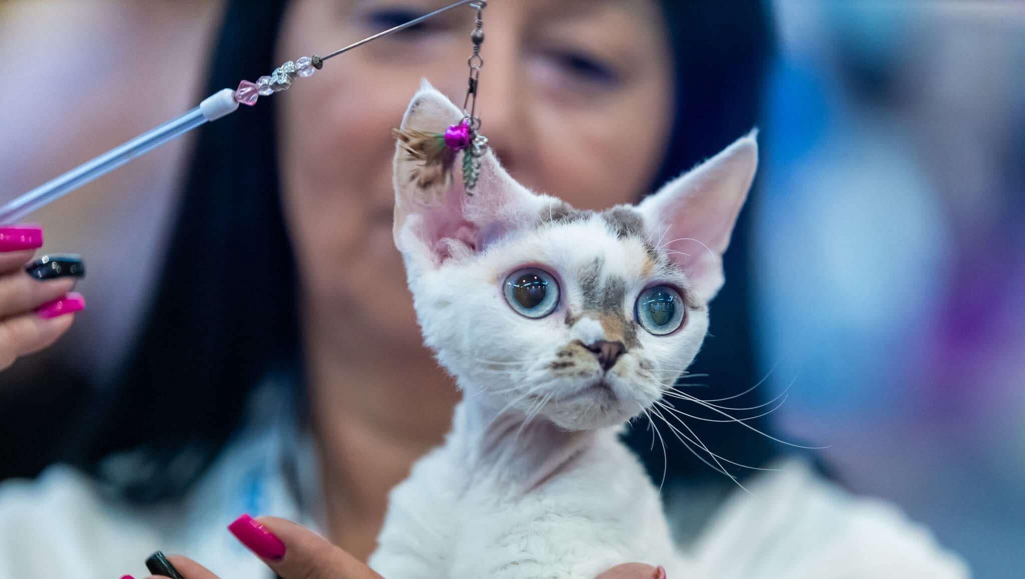 Дарлен Флер Далмор Блэк