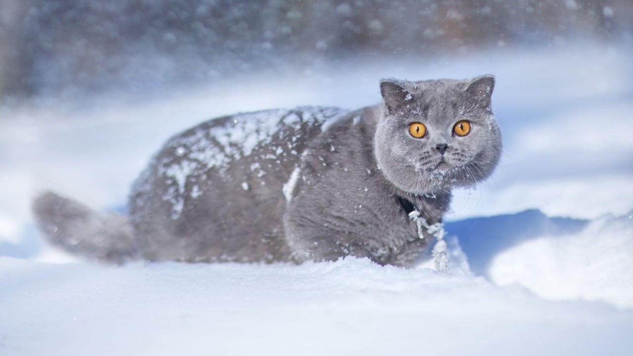 Дарлен Флер Далмор Блэк