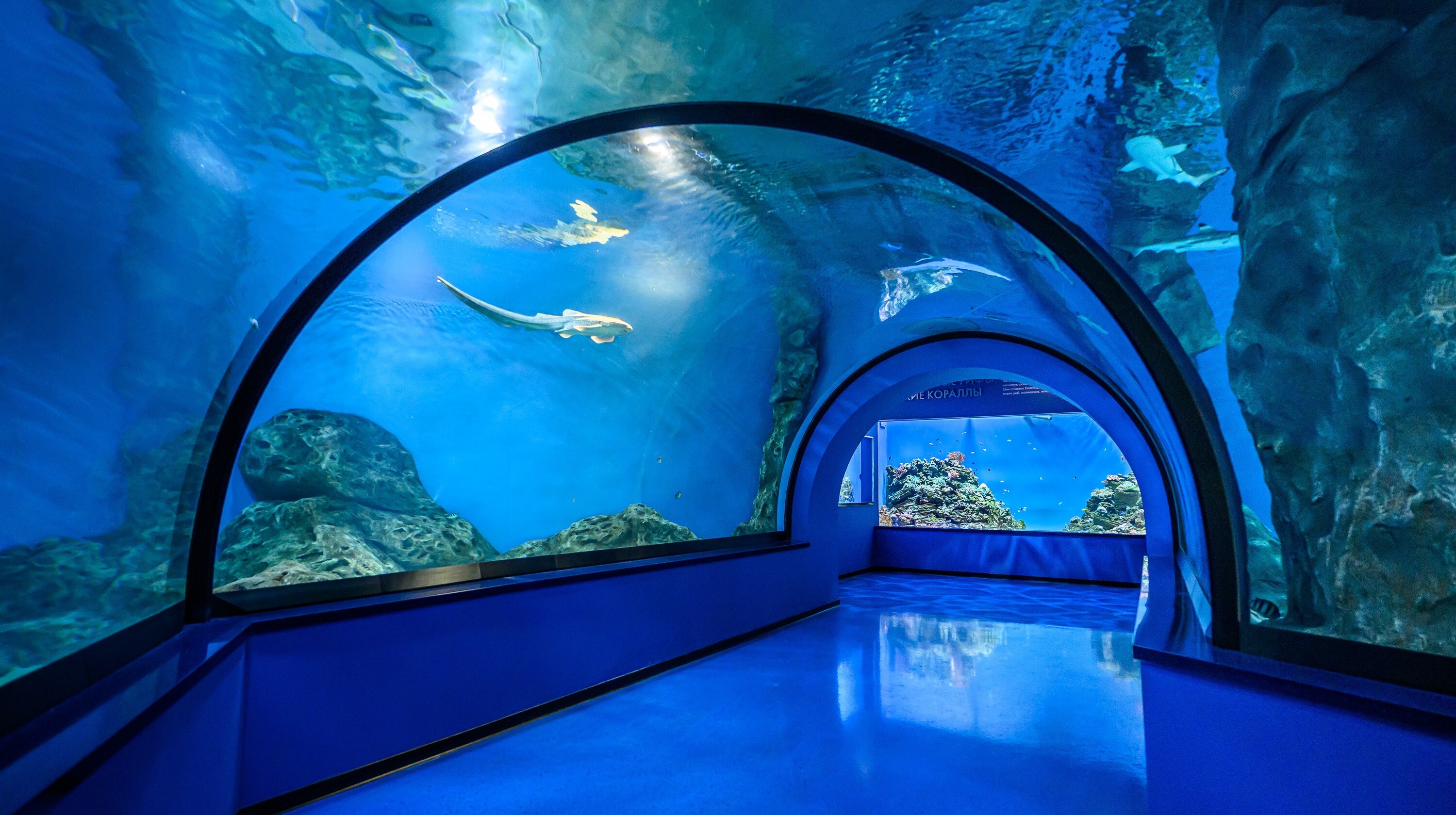 Пресс-служба Музея Мирового океана