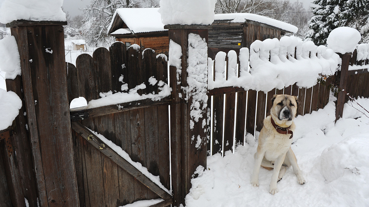 Власти будут пристально смотреть за тем, как регионы обращаются с животными